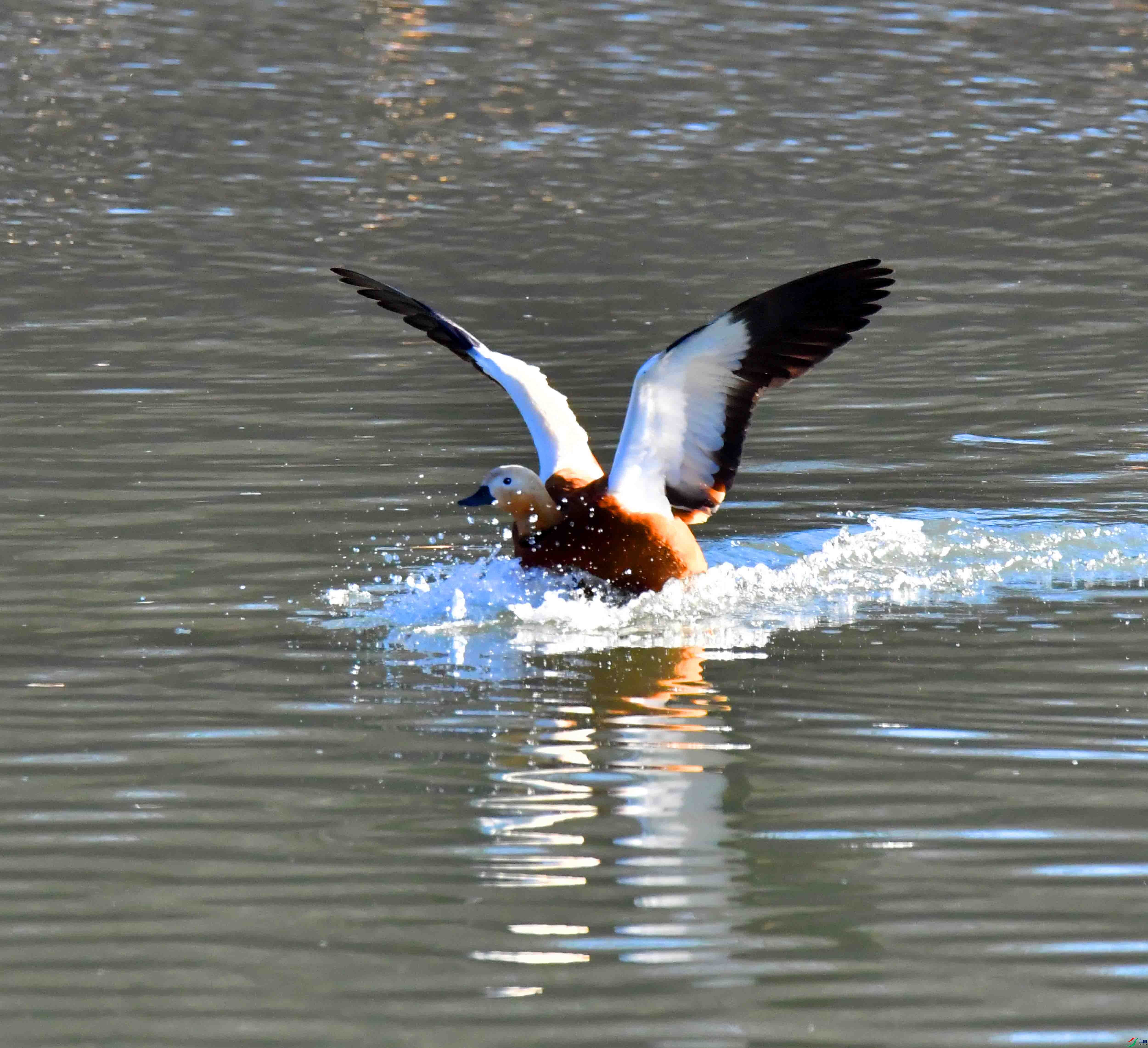 DSC_6056.JPG