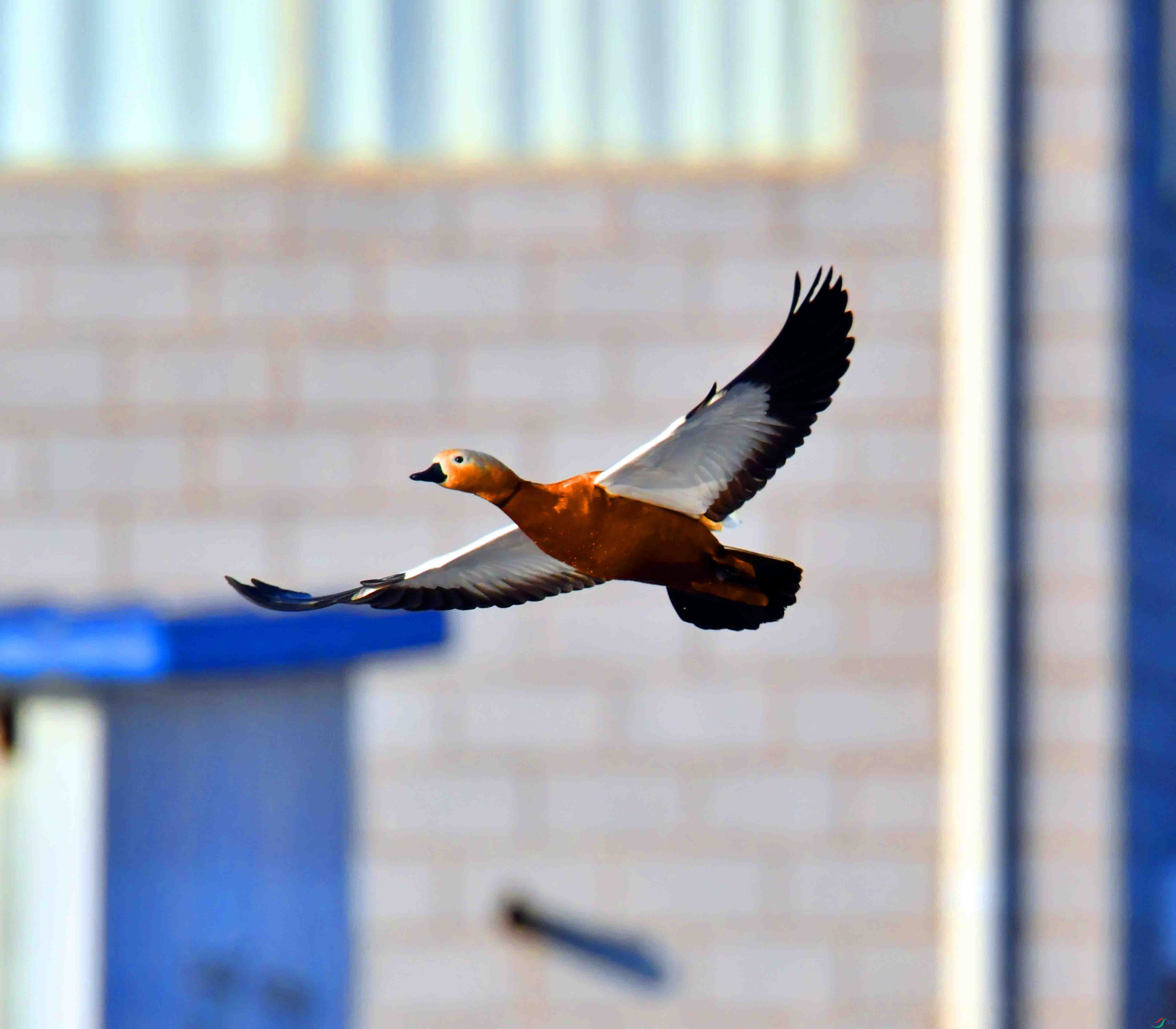DSC_6080.JPG
