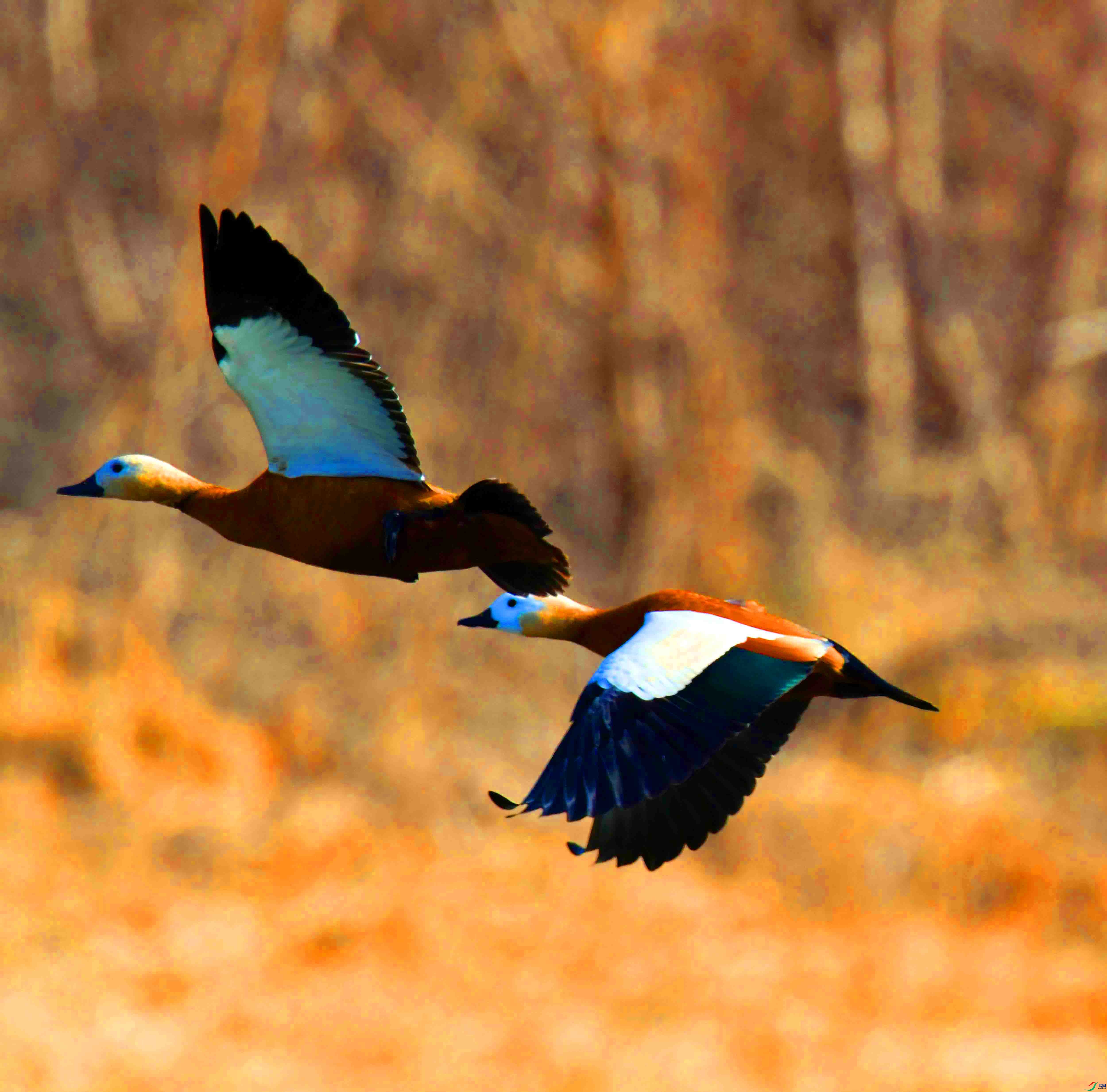 DSC_6311.JPG