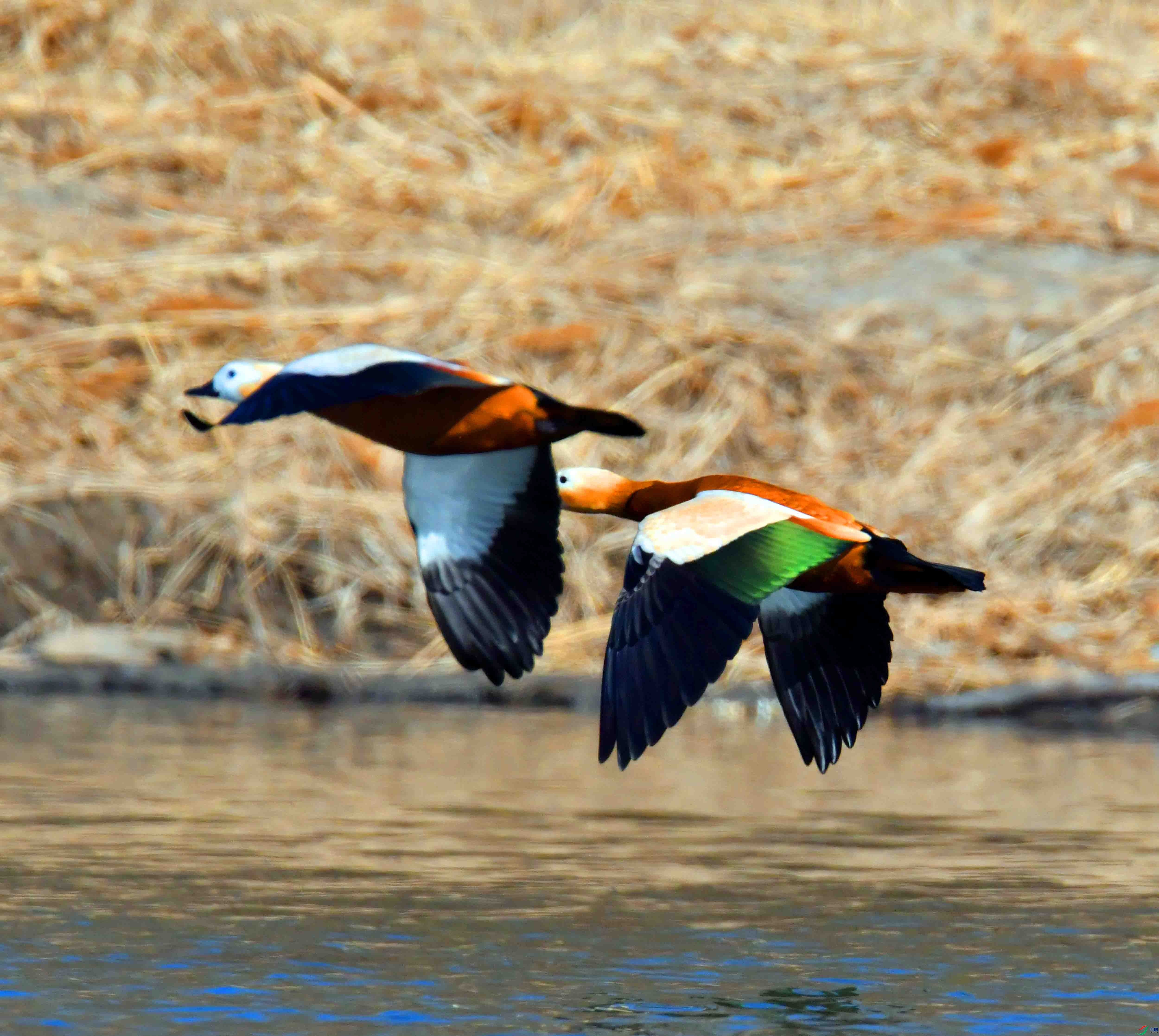 DSC_6317.JPG