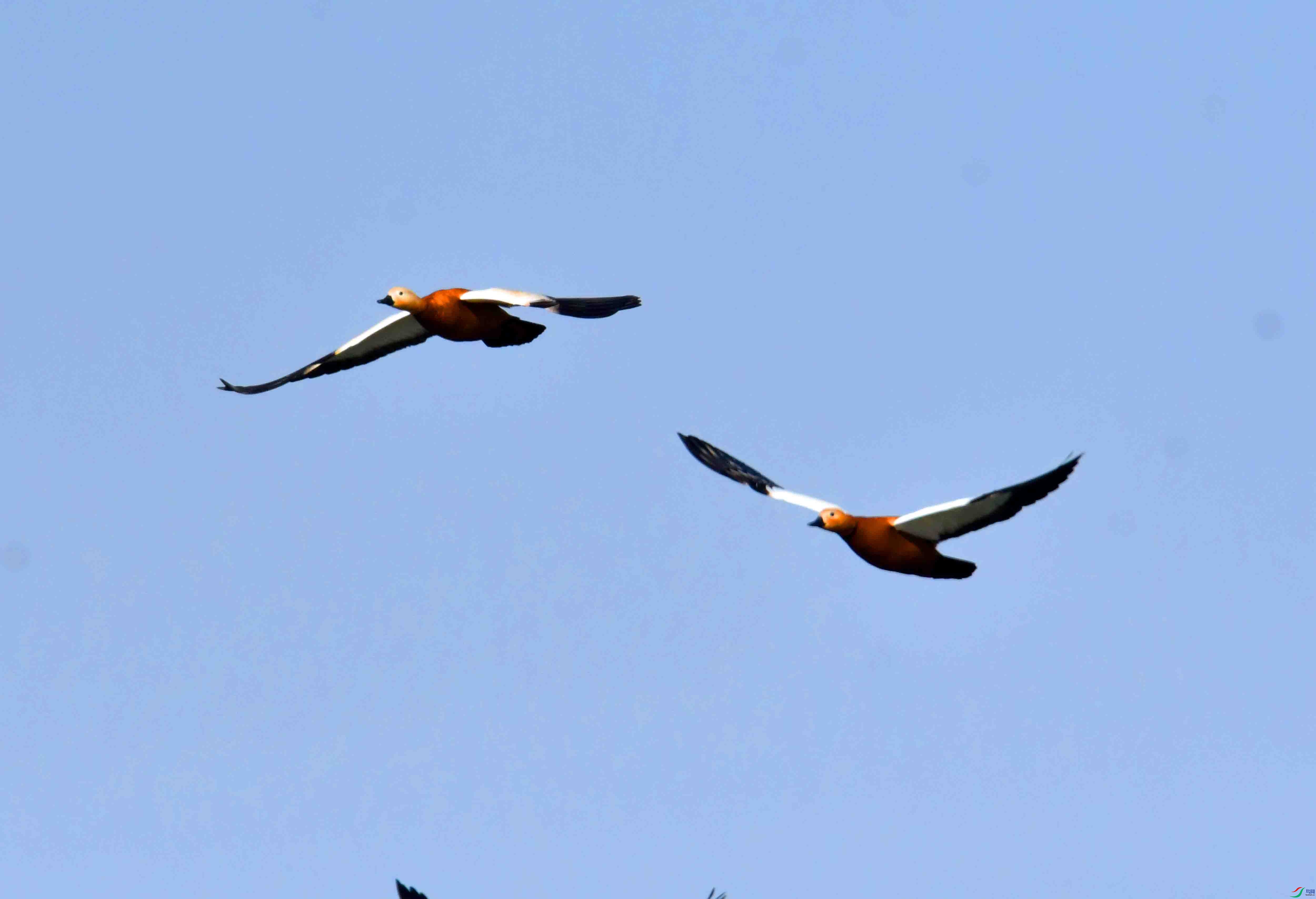 DSC_6345.JPG