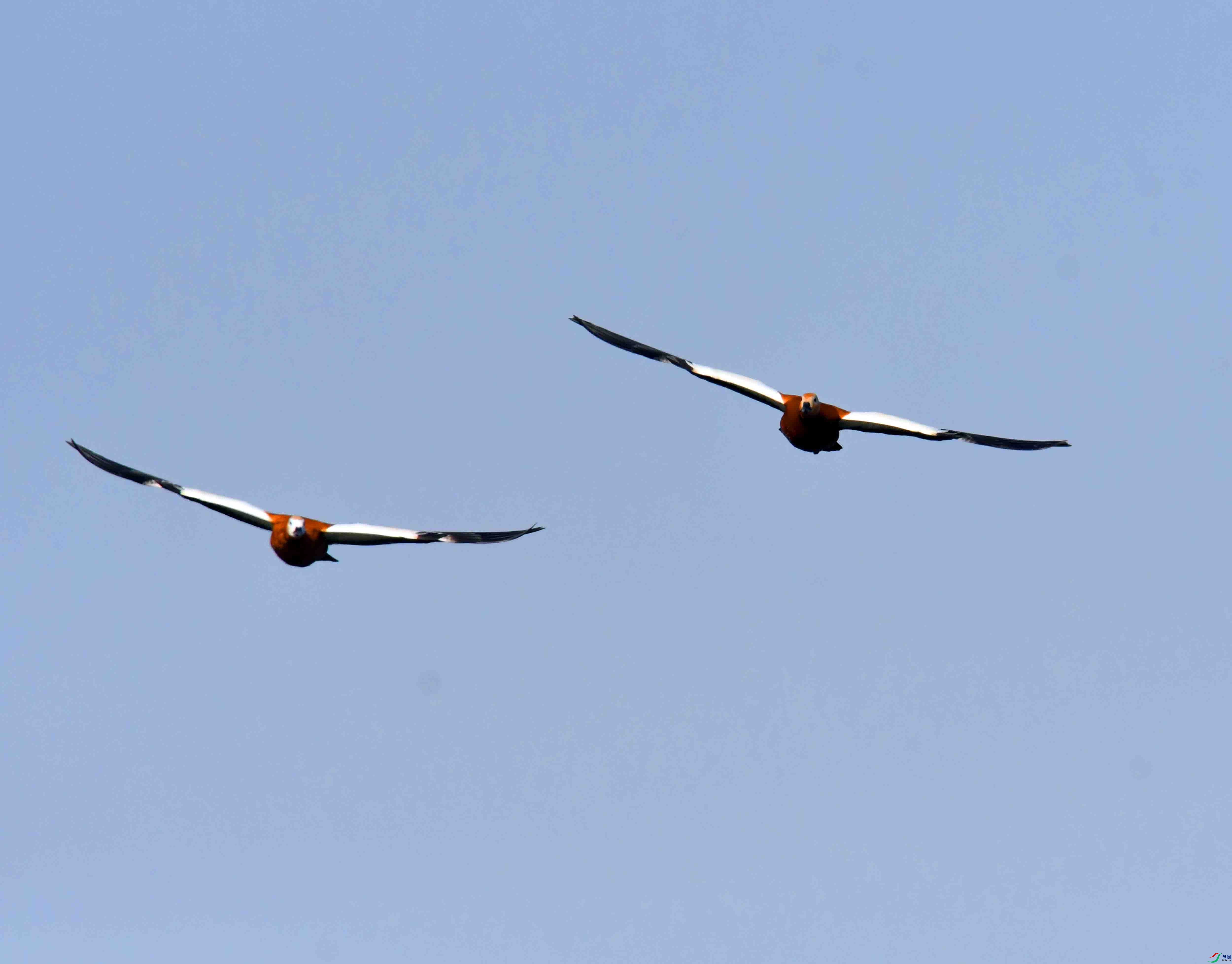DSC_6348.JPG