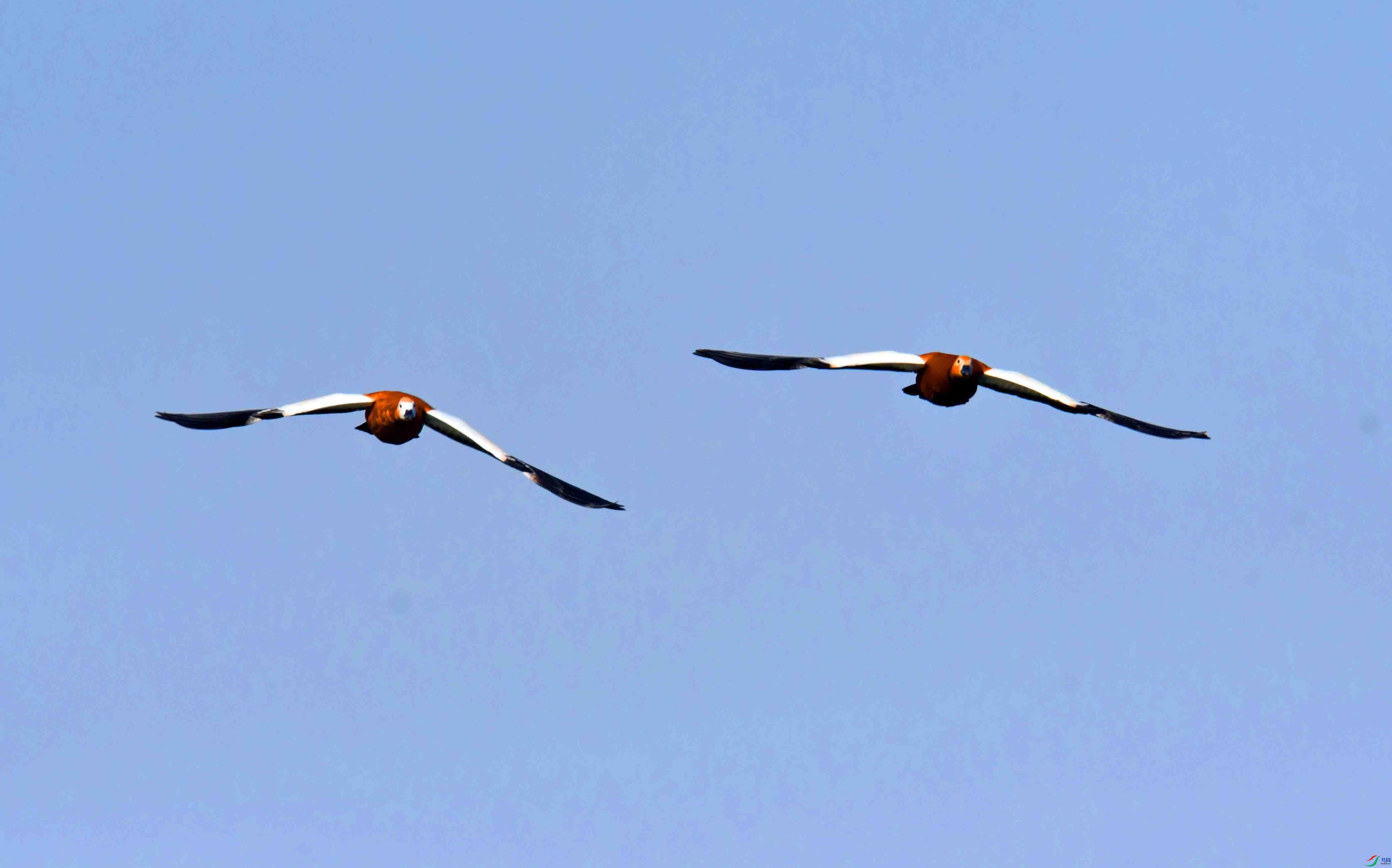 DSC_6351.JPG