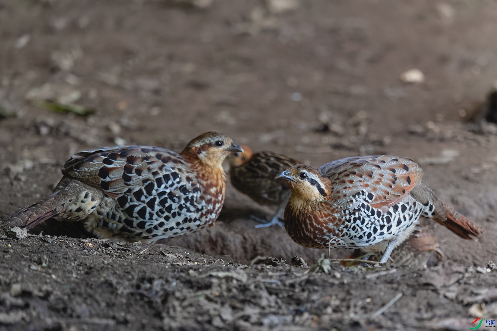 1DSC_1145_DxOa.jpg