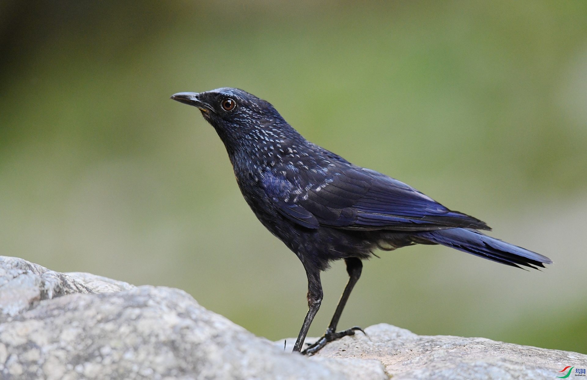 DSC_2627.jpg