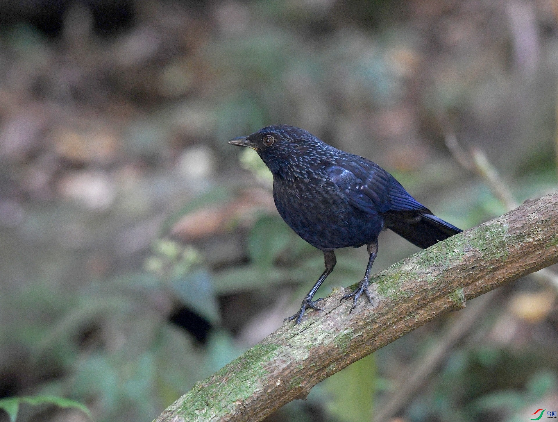 DSC_2442.jpg