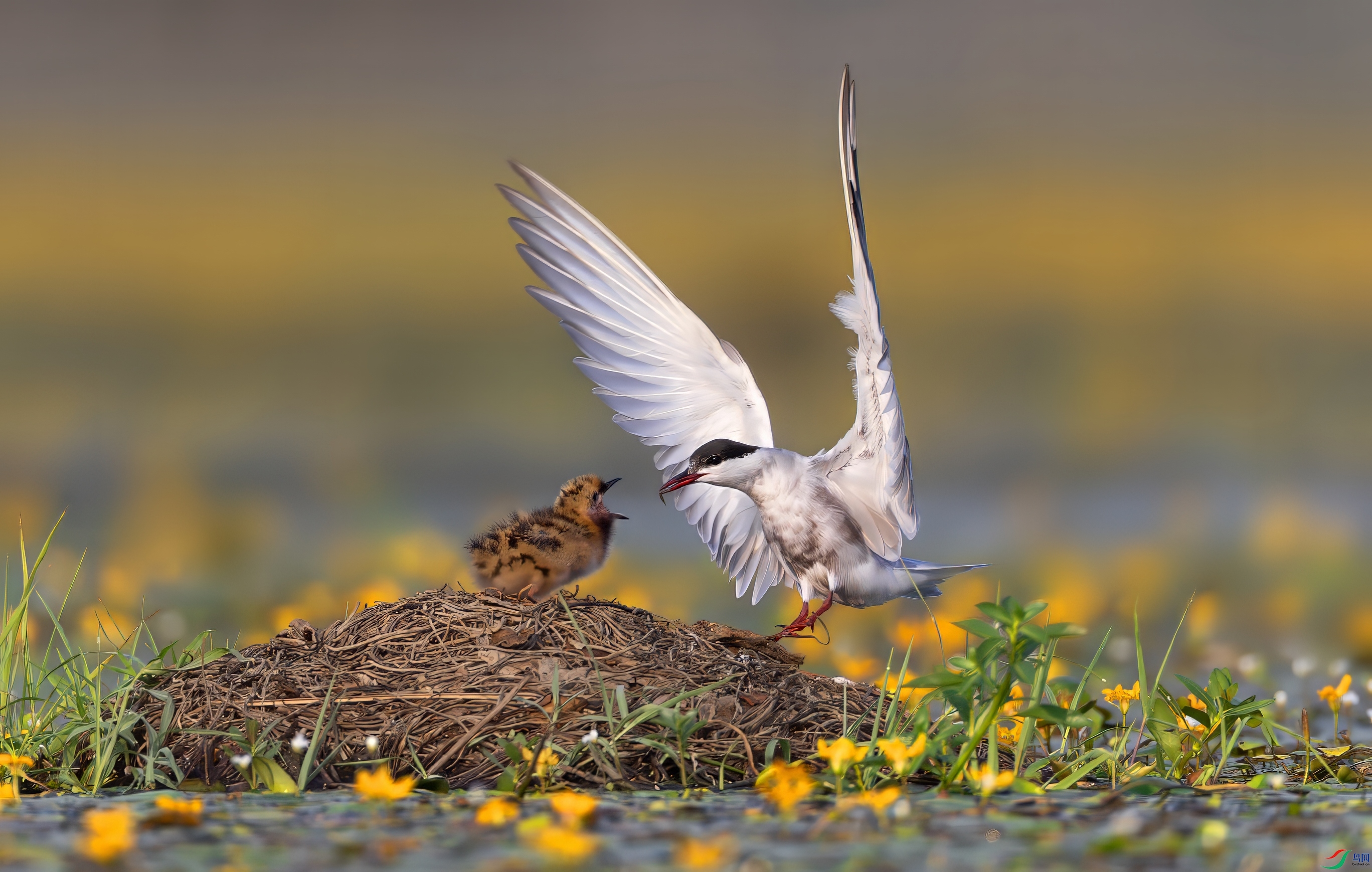 _X0A5650-topaz-denoise.jpeg