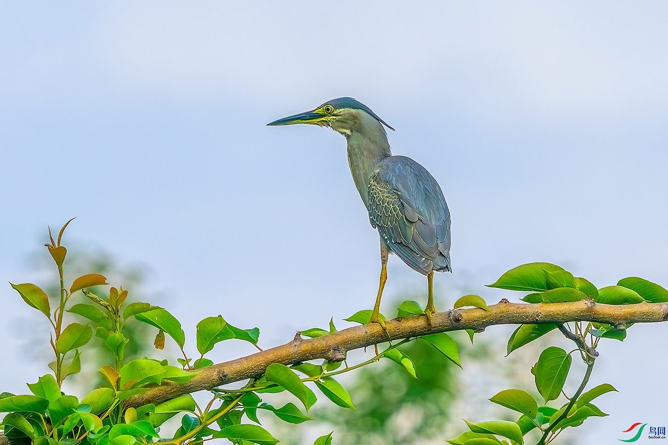 DSC_1709b.jpg