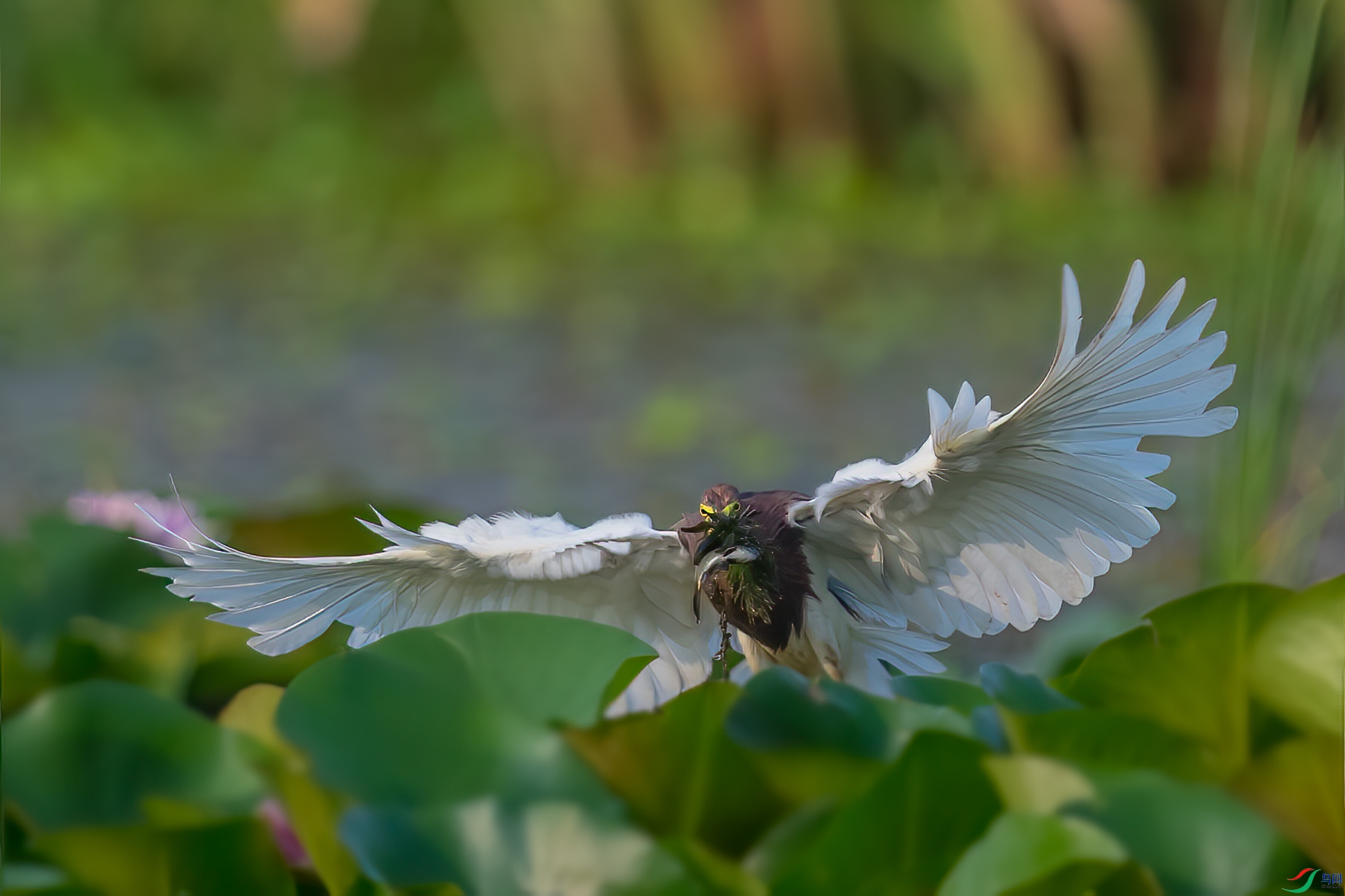 DSC_9463-1.jpg