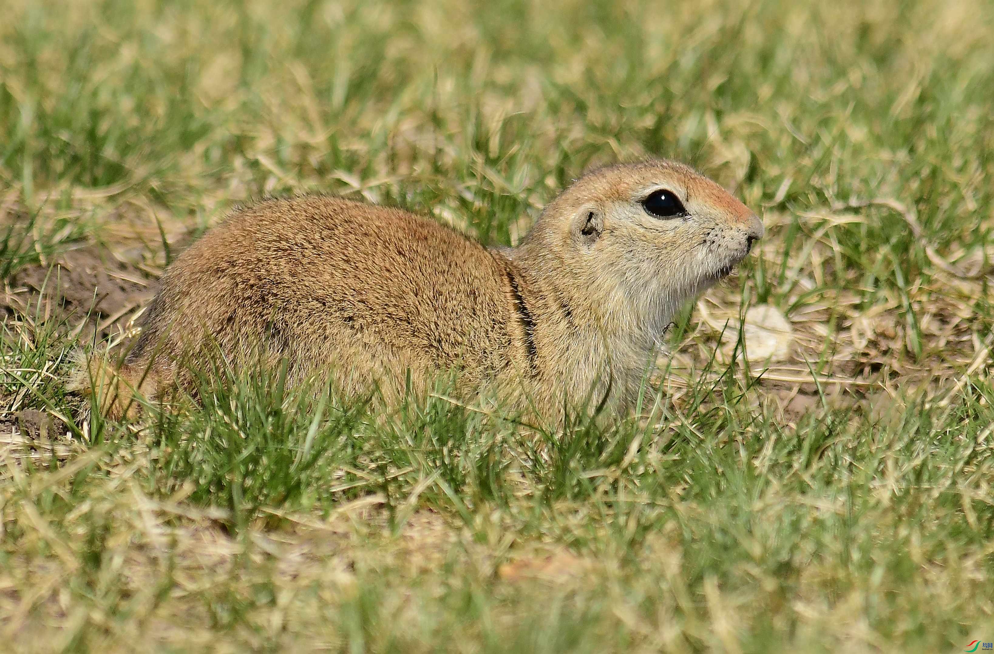 DSC_2465.JPG