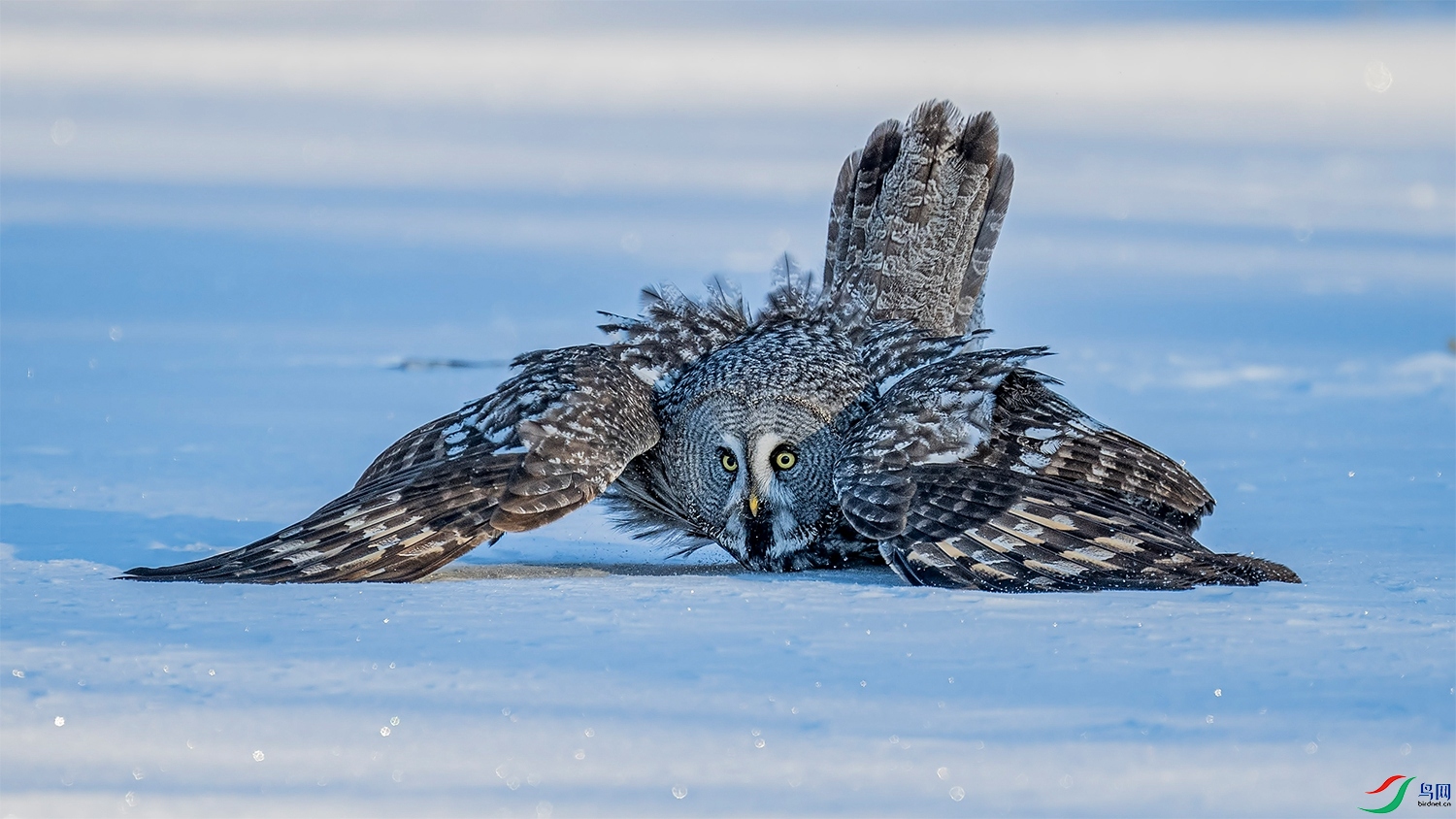 DSC_7323 .jpg