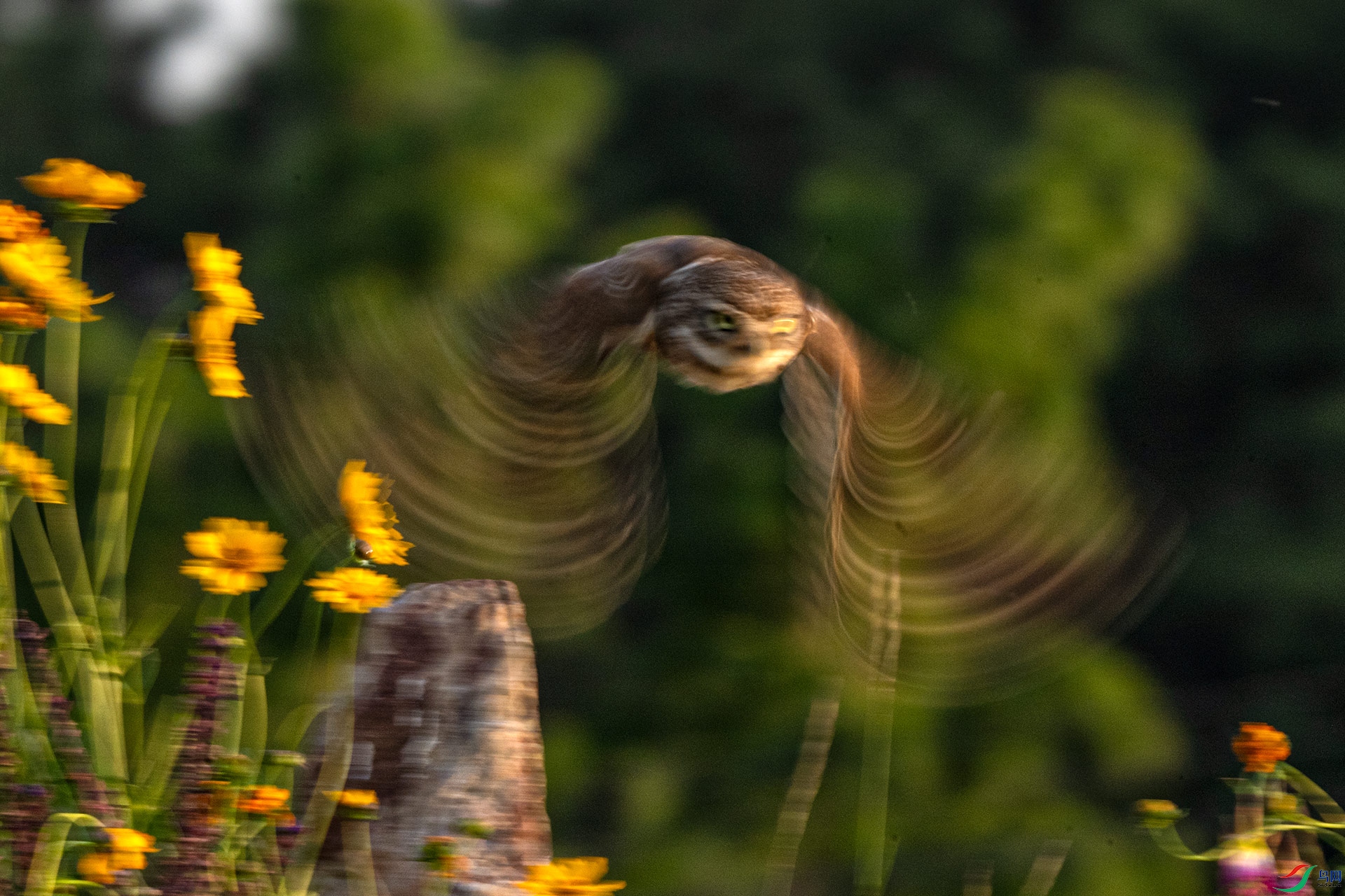 ��л��λ��ʦ��ָ��