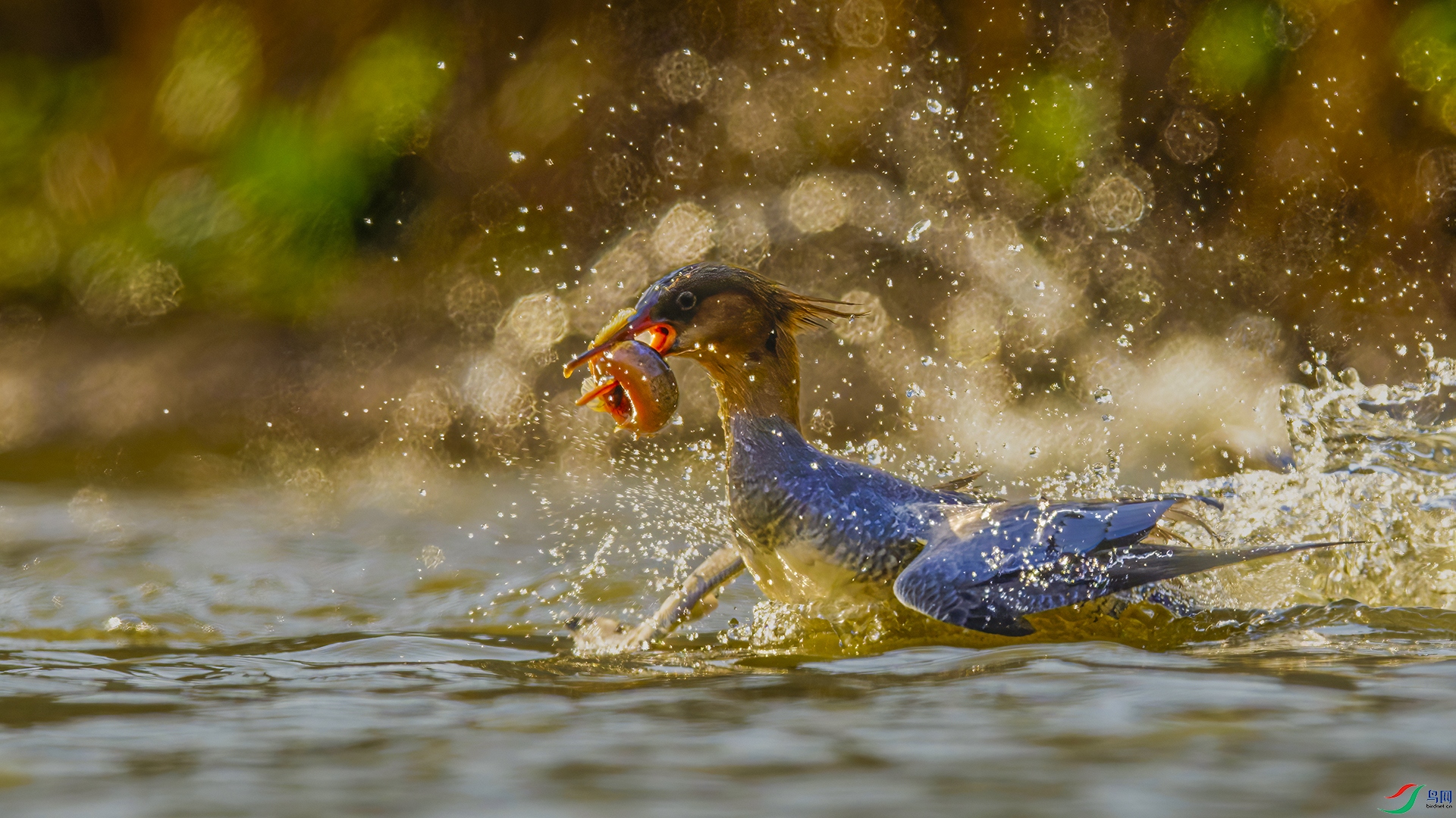 _DSC4353-NEF_DxO_DeepPRIME.jpg