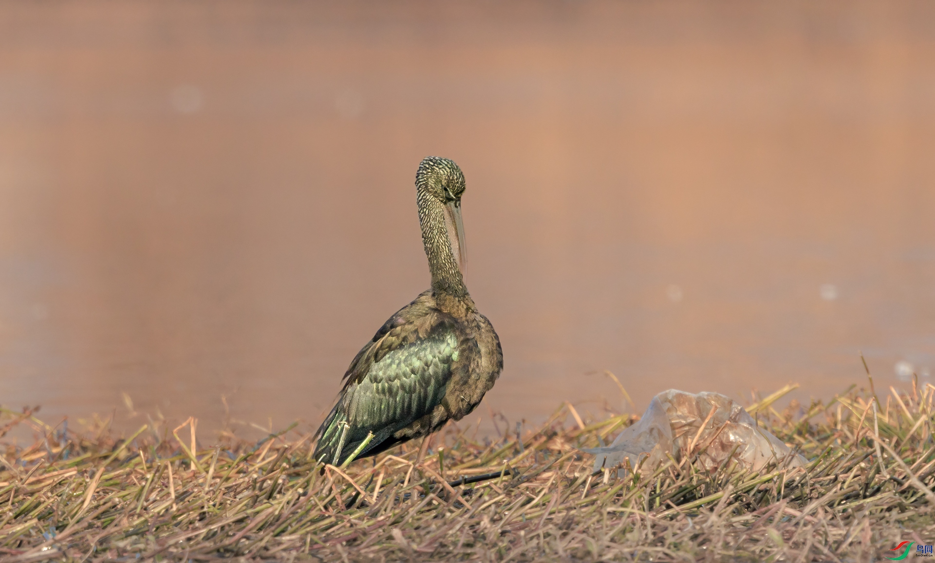 ����1M5A6820-1.jpg