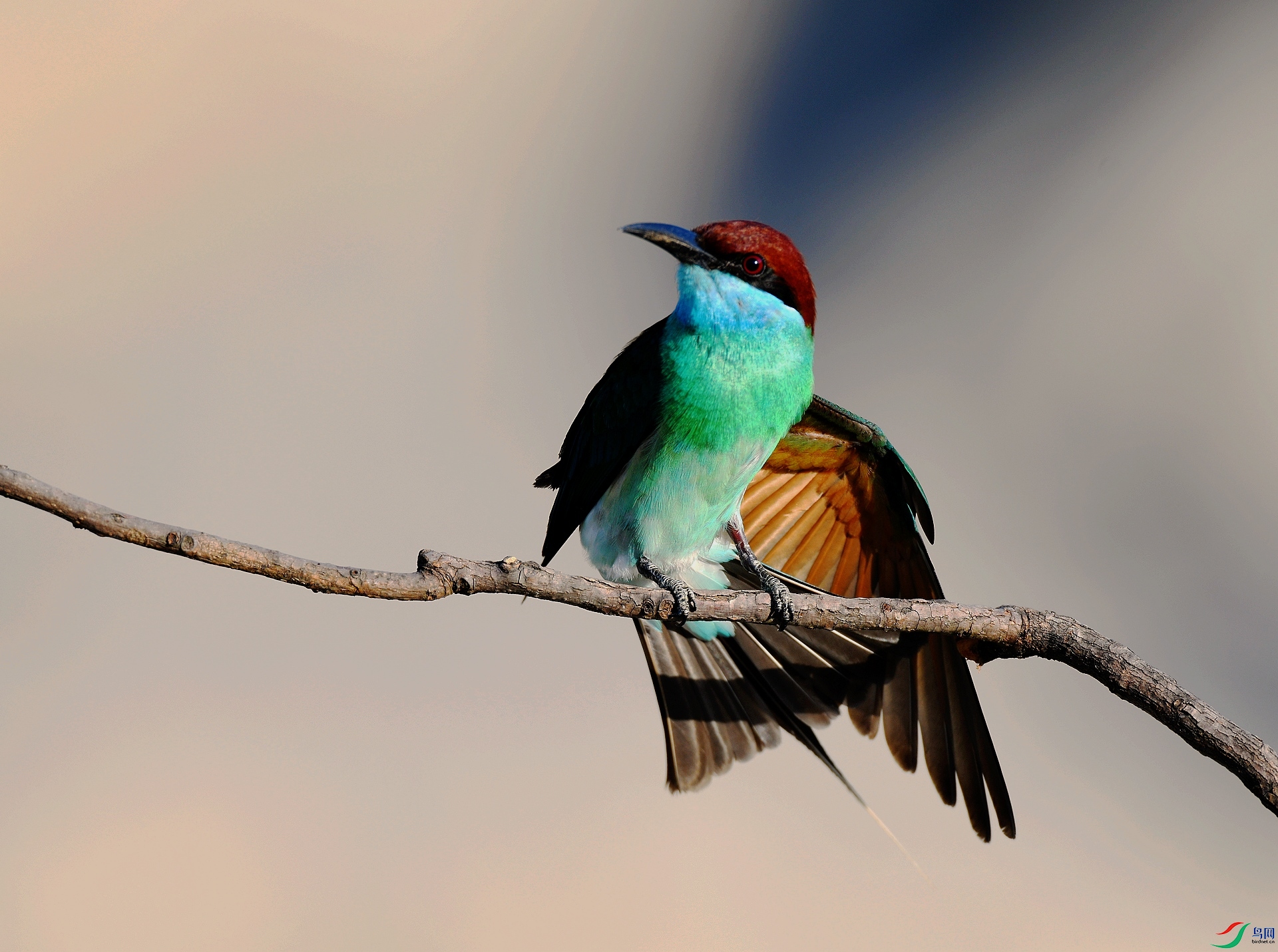 DSC_6448.jpg