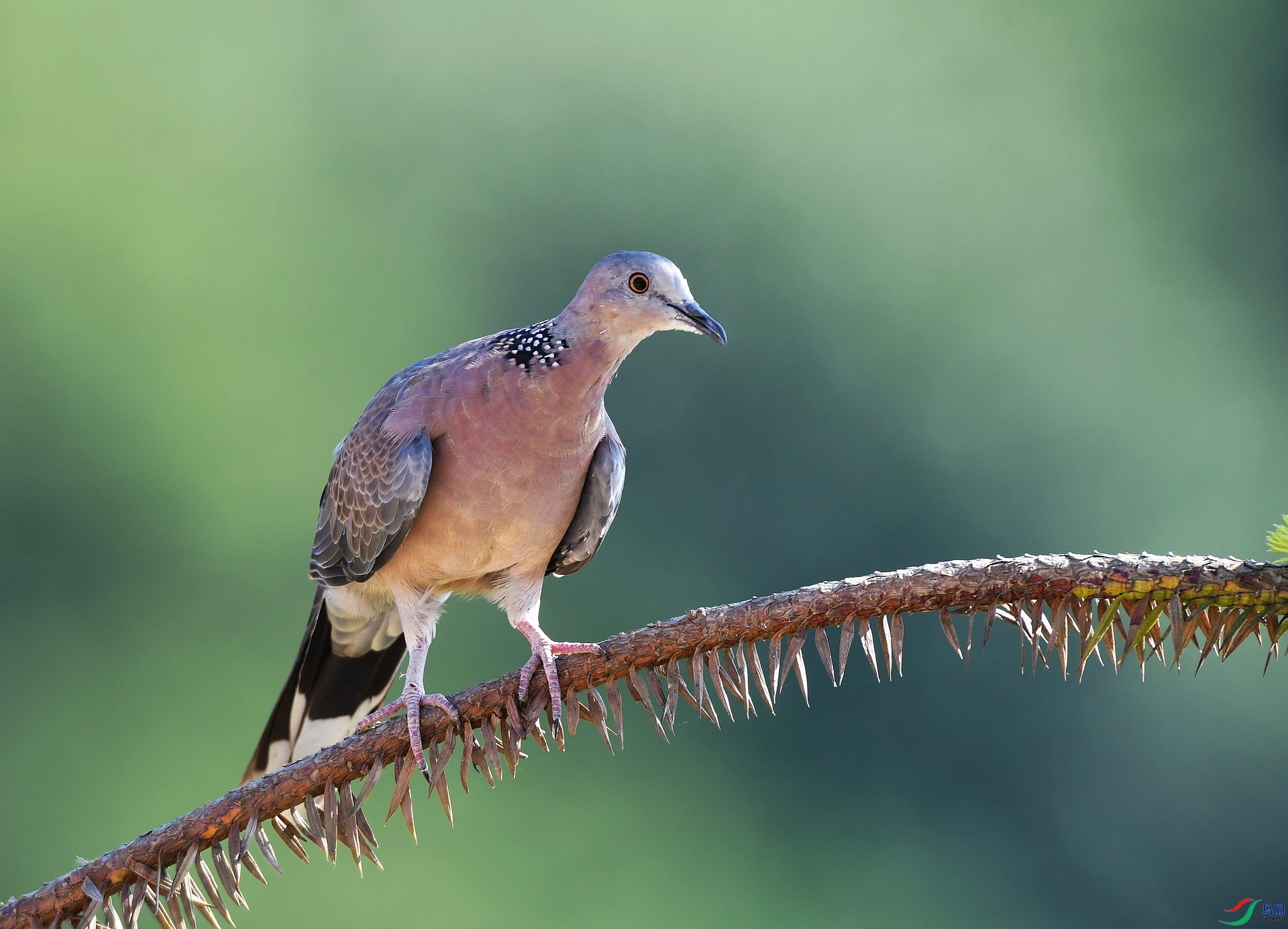 DSC_7686.jpg