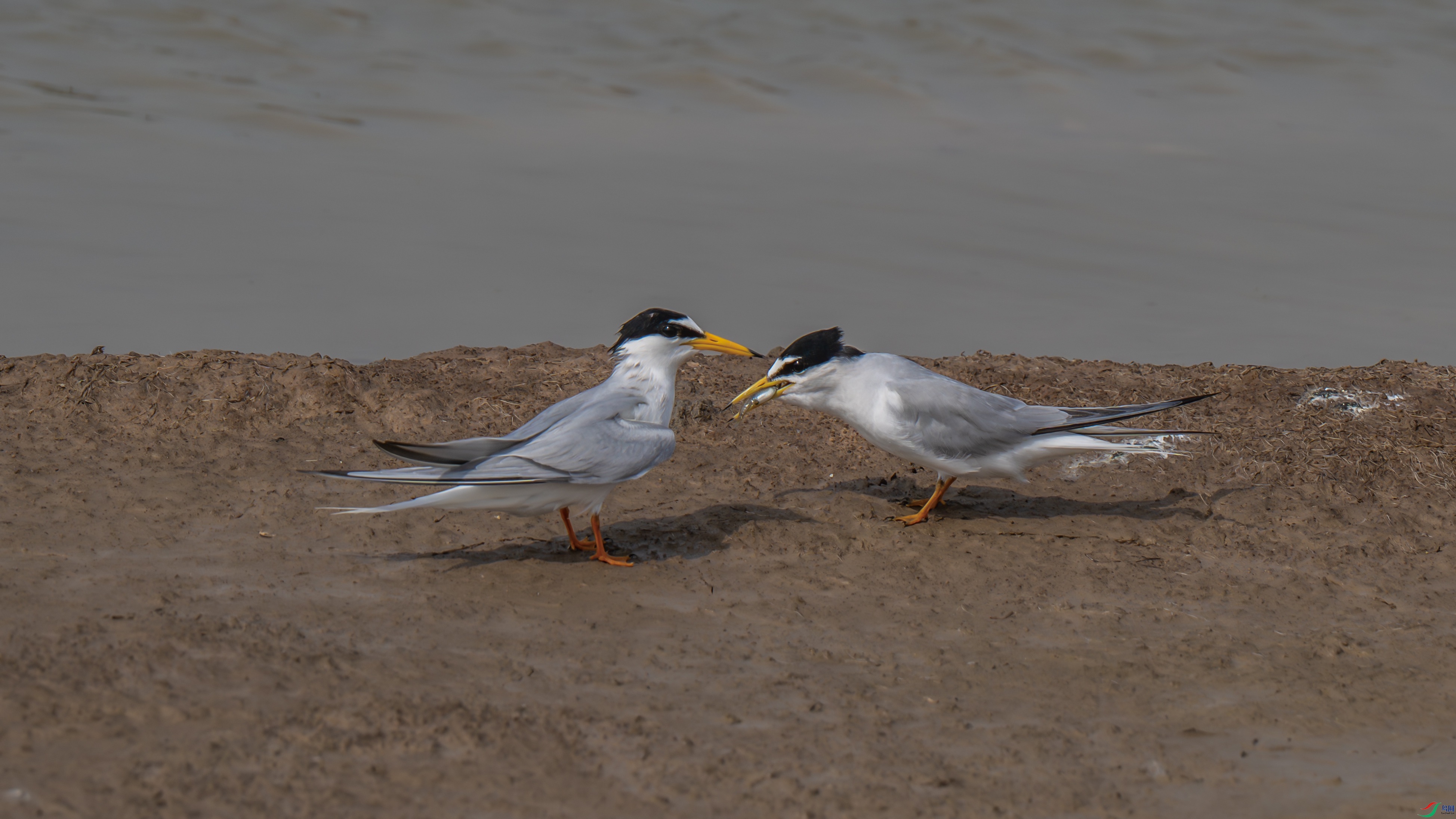 DSC_0314.jpg