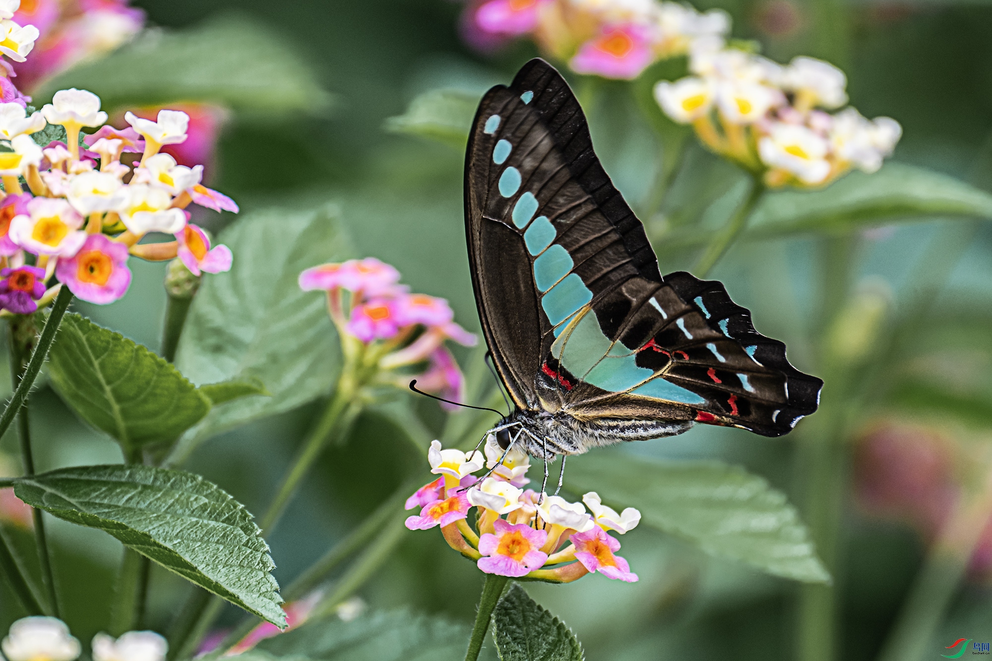 DSC_7051.jpg