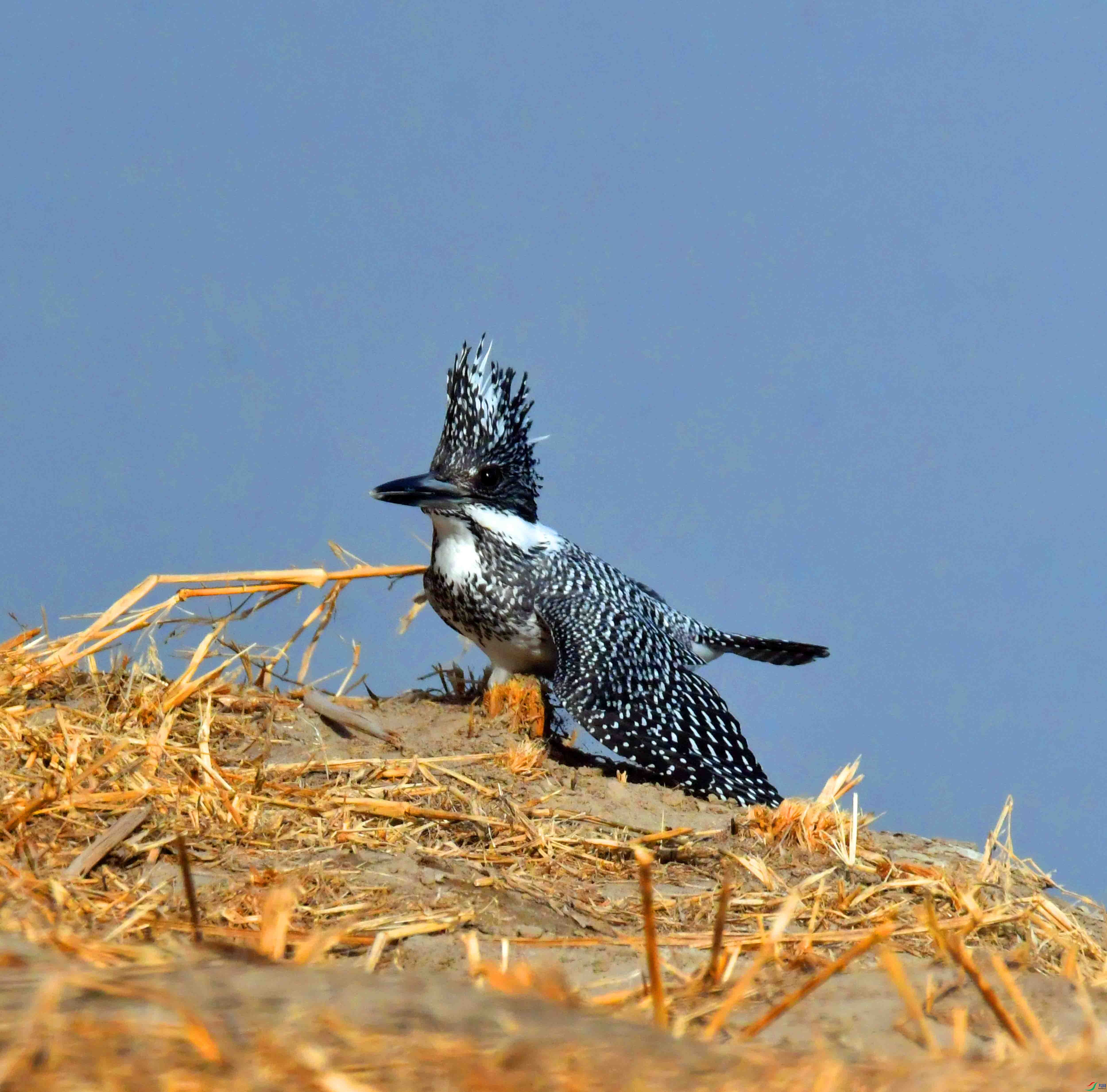 DSC_0725.JPG