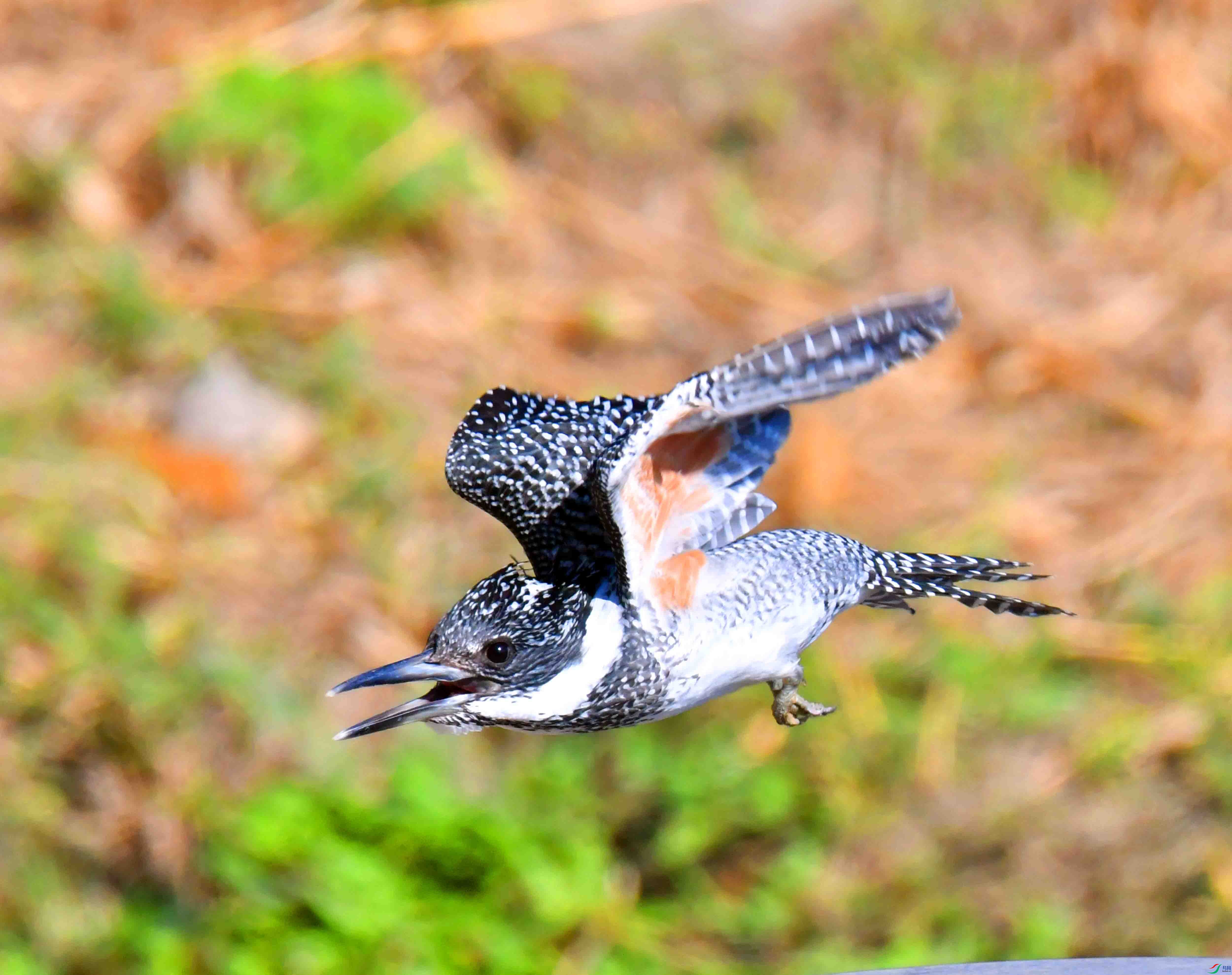 DSC_0792.JPG