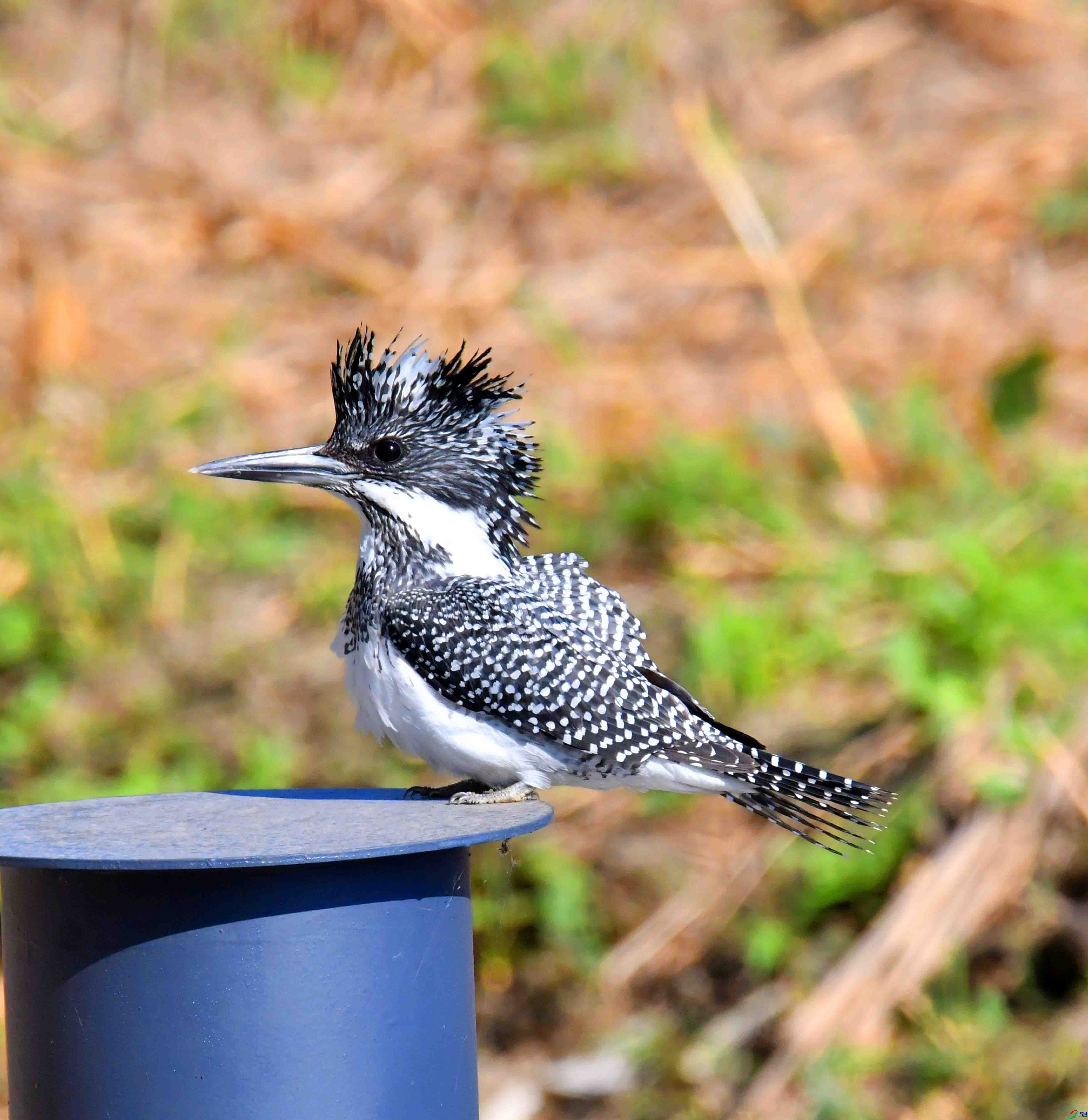 DSC_0782.JPG
