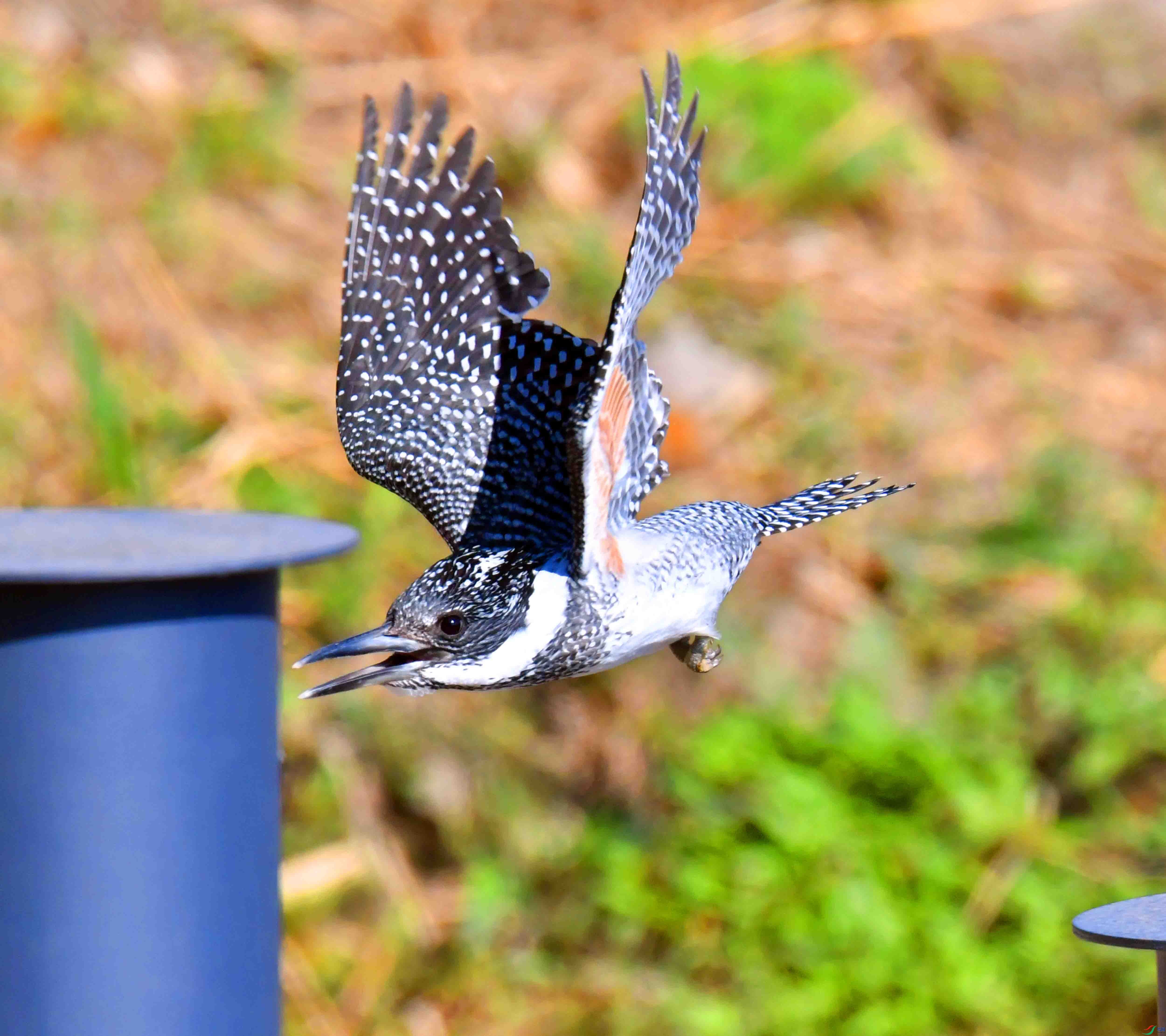 DSC_0793.JPG