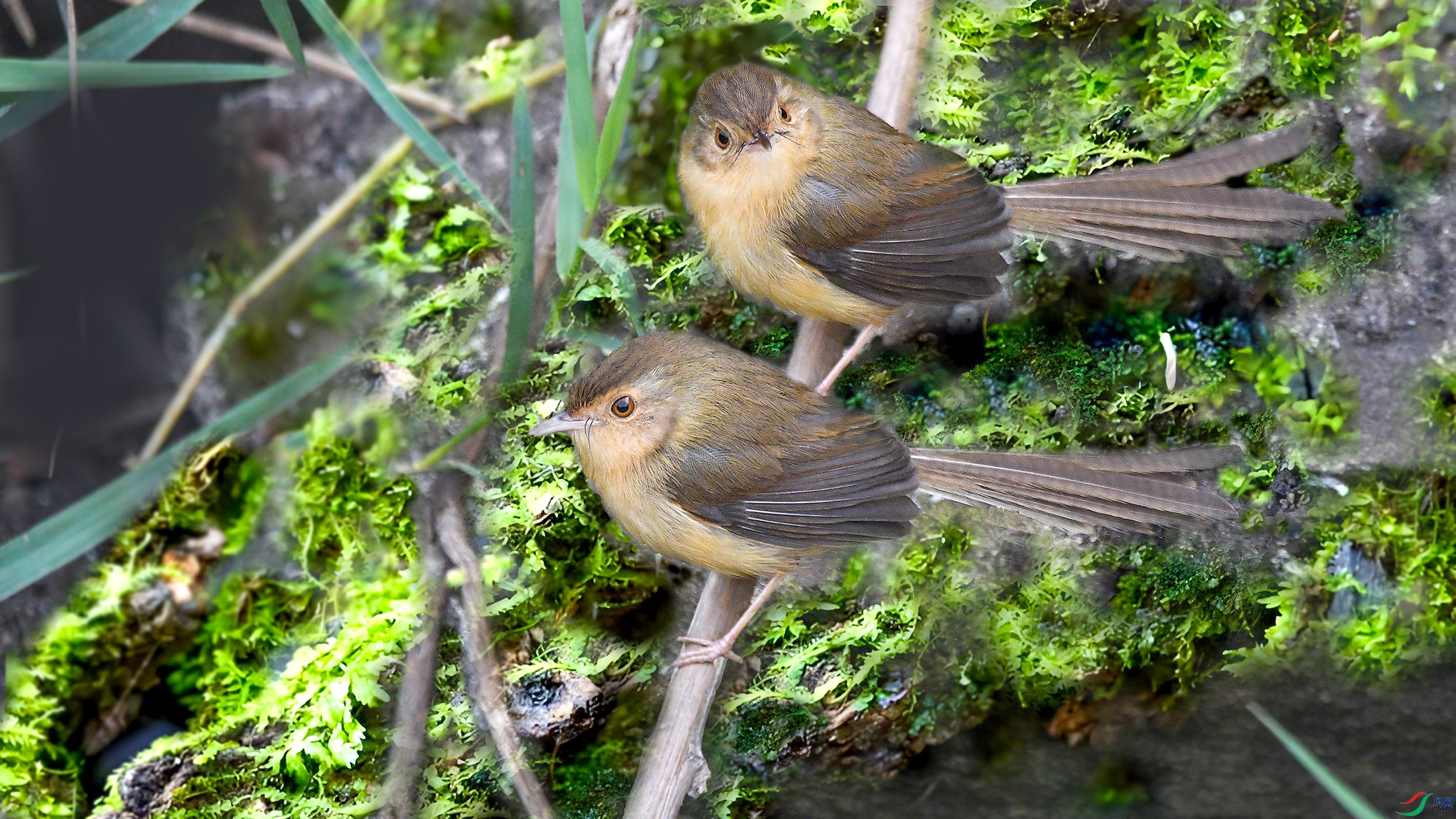 DSC_7521����.jpg