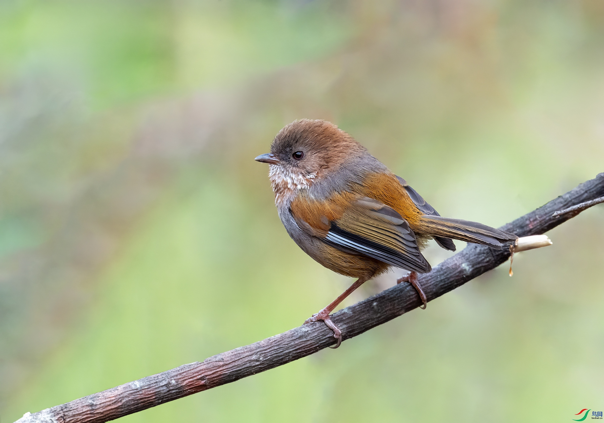 DSC_2411.jpg
