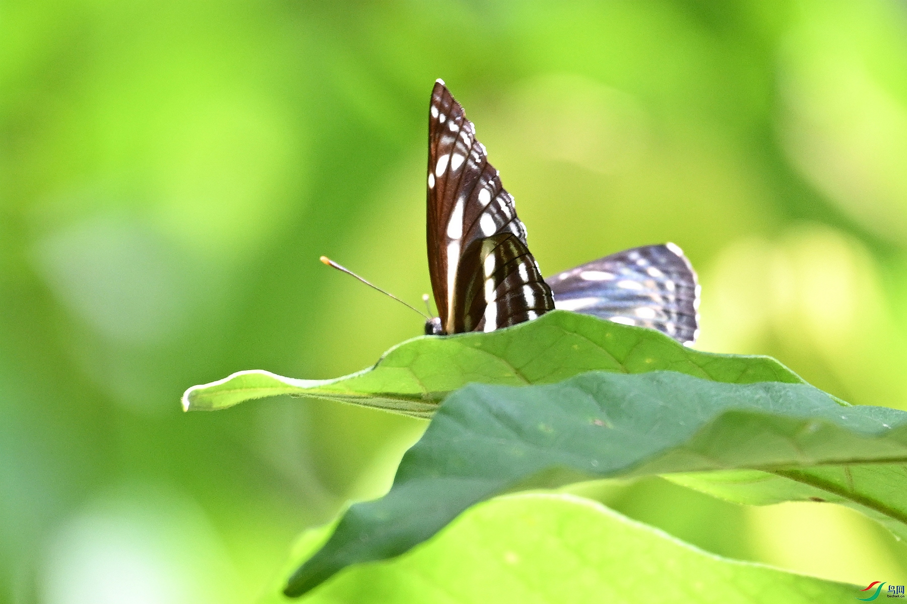 DSC_2219.JPG