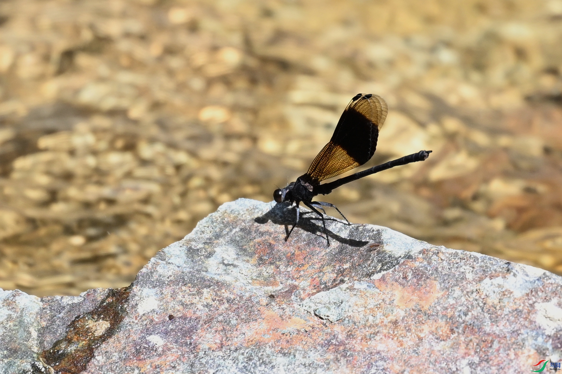 DSC_2228.JPG