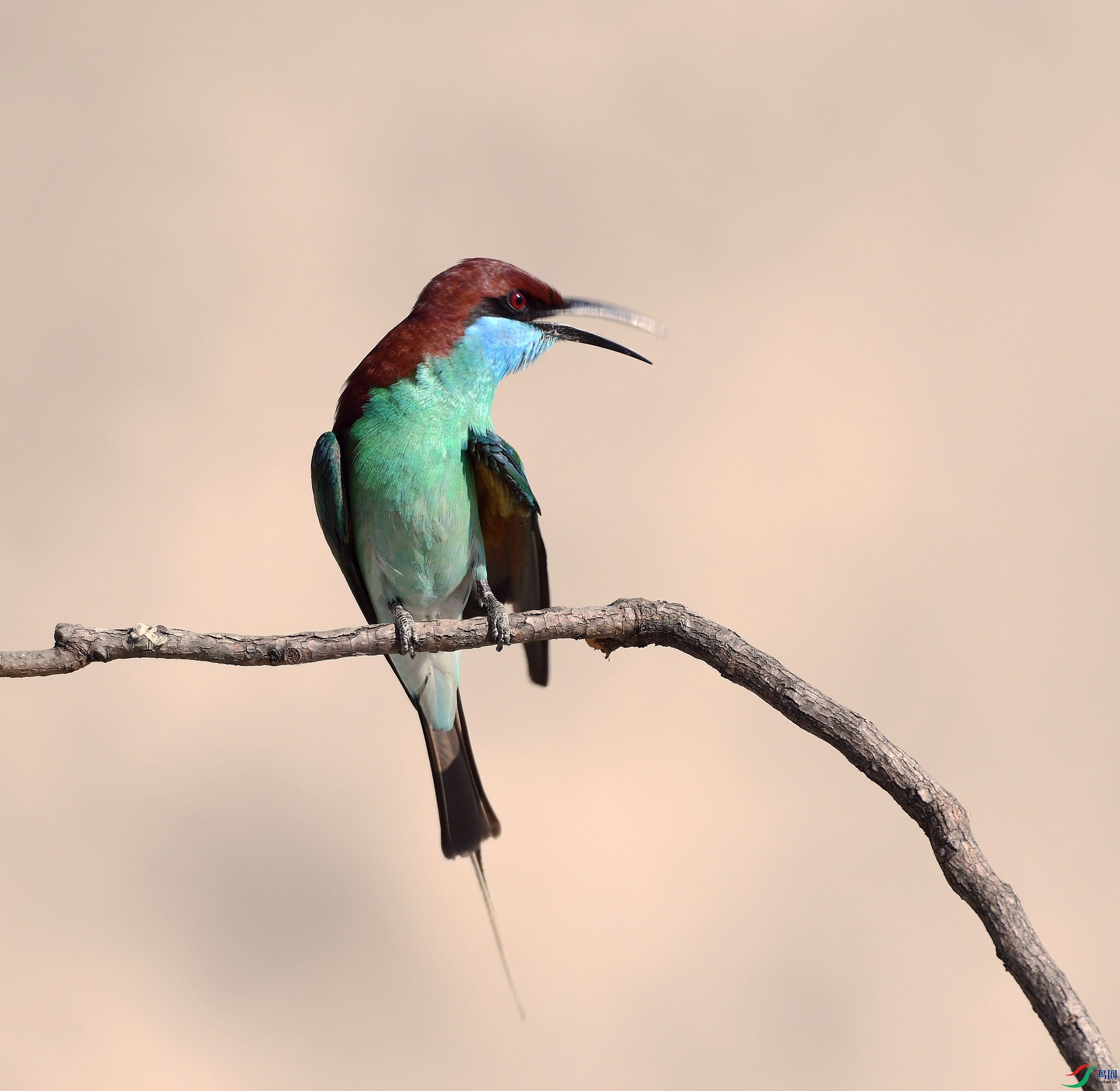 DSC_0452.jpg
