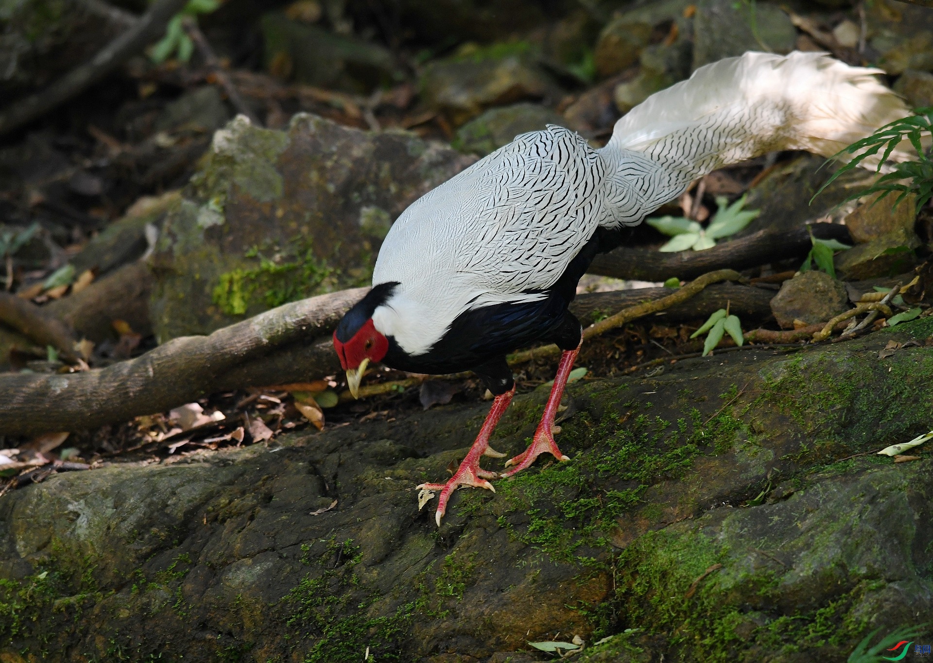 DSC_2146.jpg