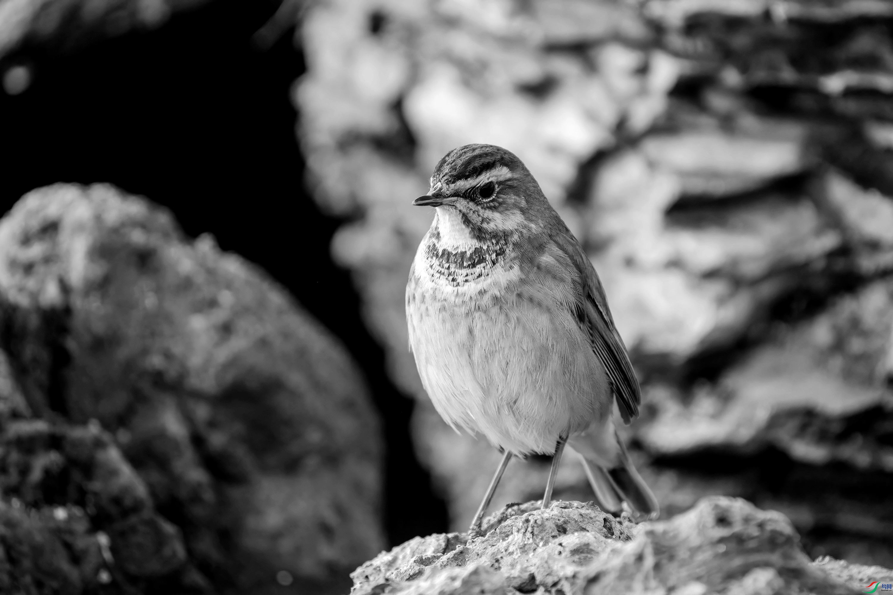 DSC00003 ����_����.jpg