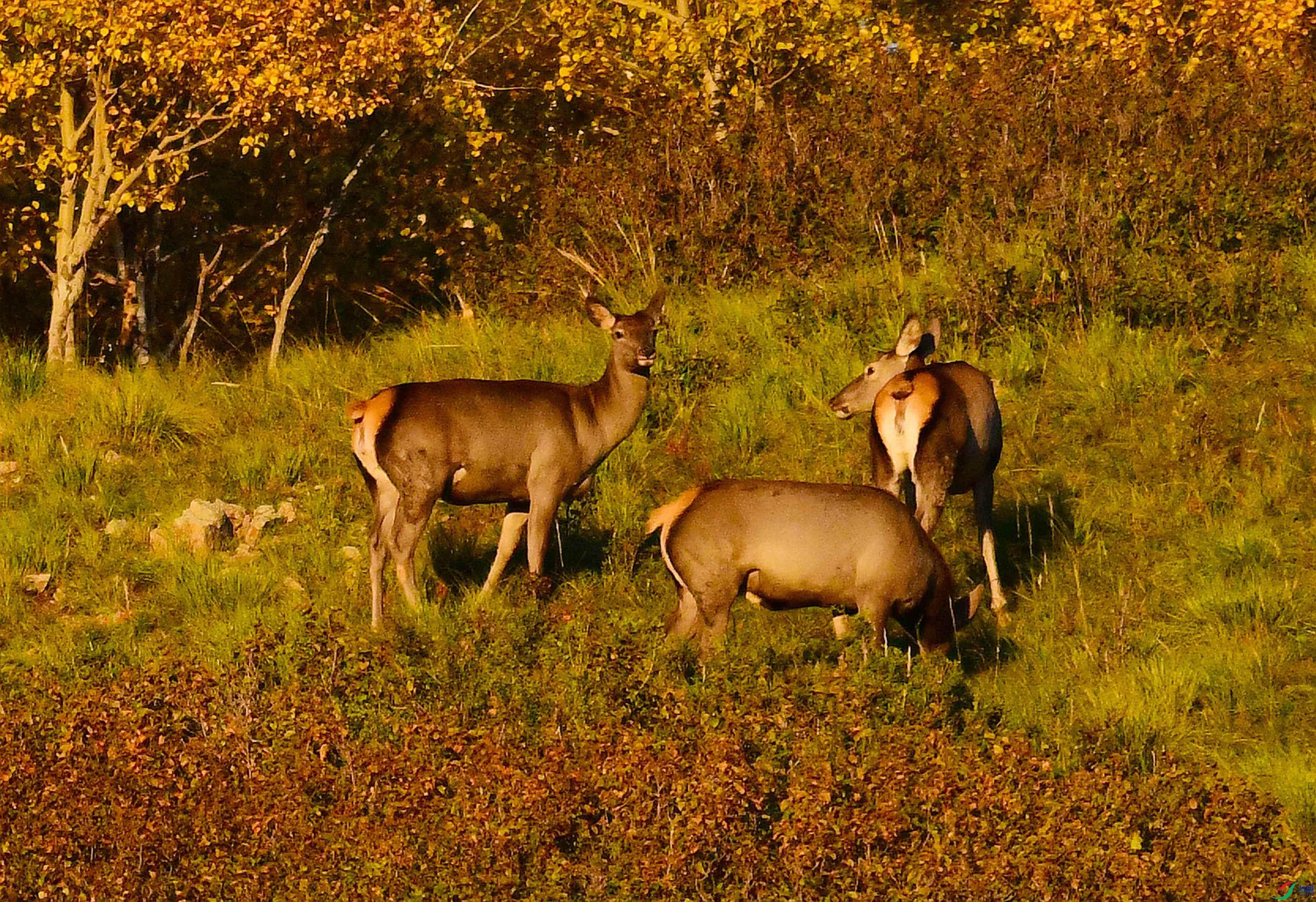 DSC_4964.JPG