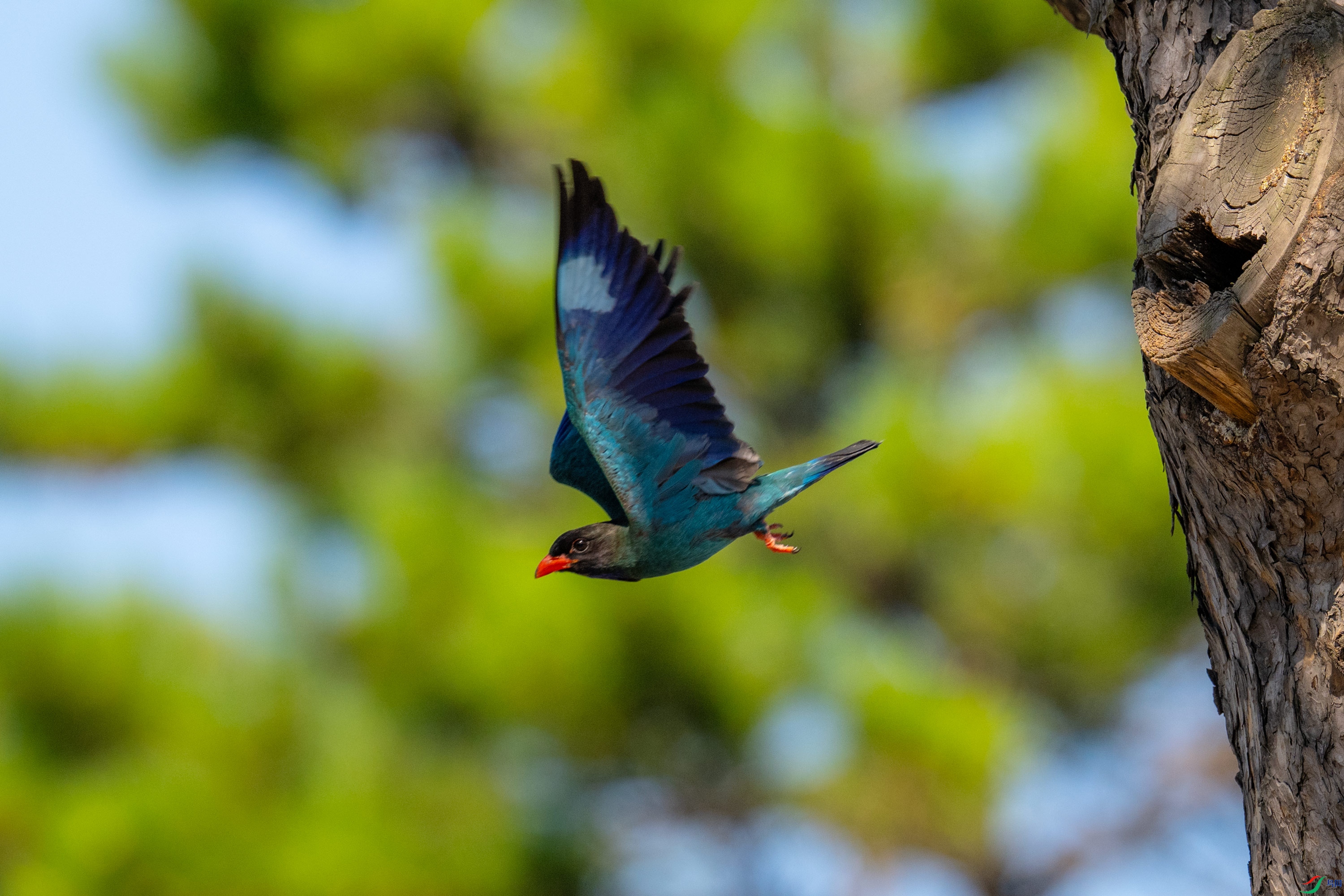DSC_2545.jpg
