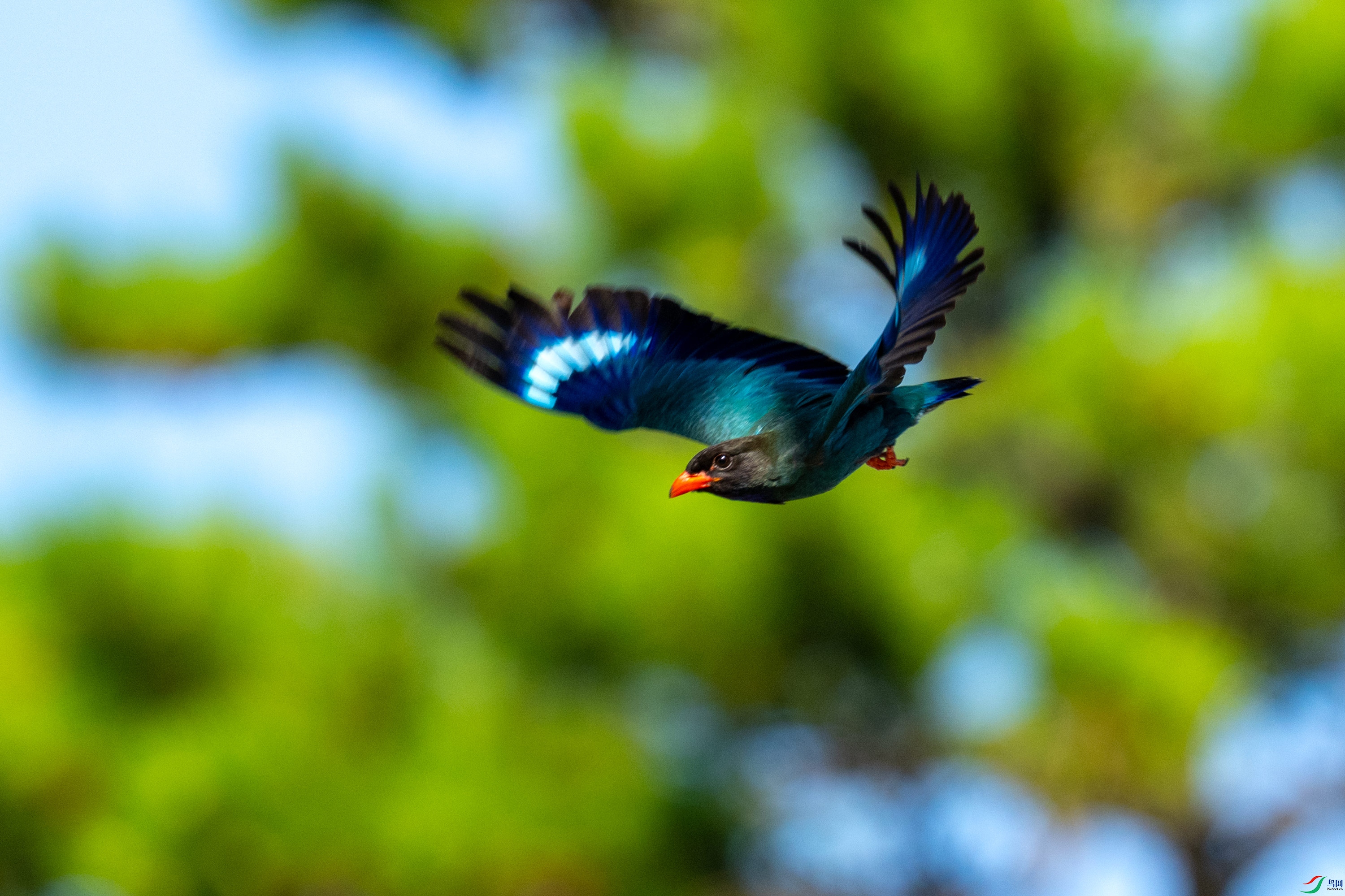 DSC_2526.jpg