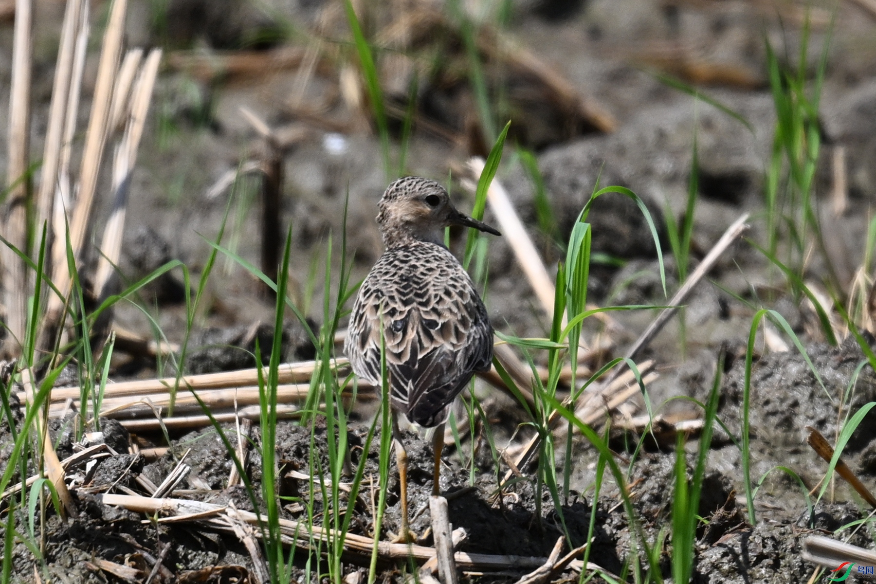 DSC_4735.JPG