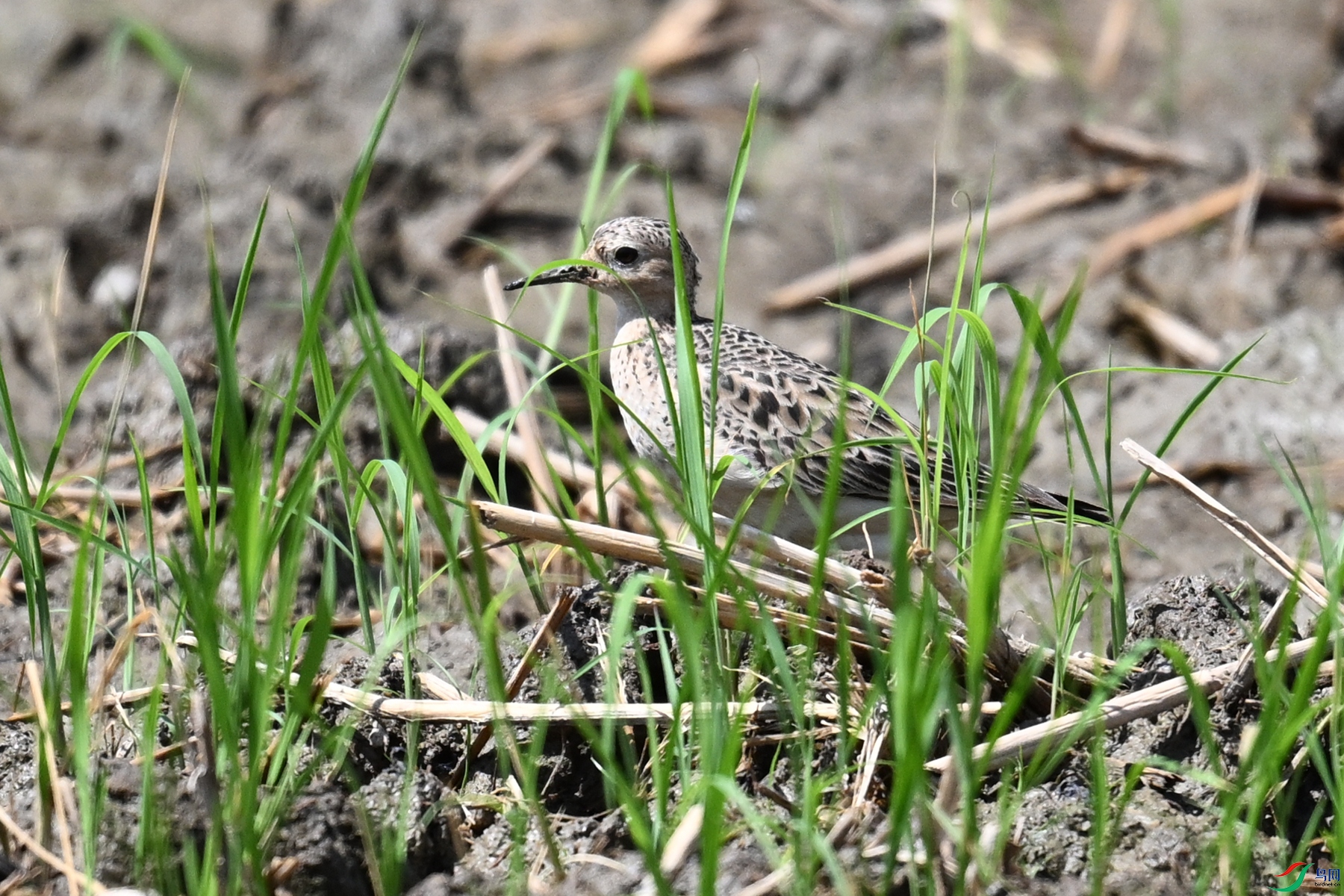 DSC_4777.JPG