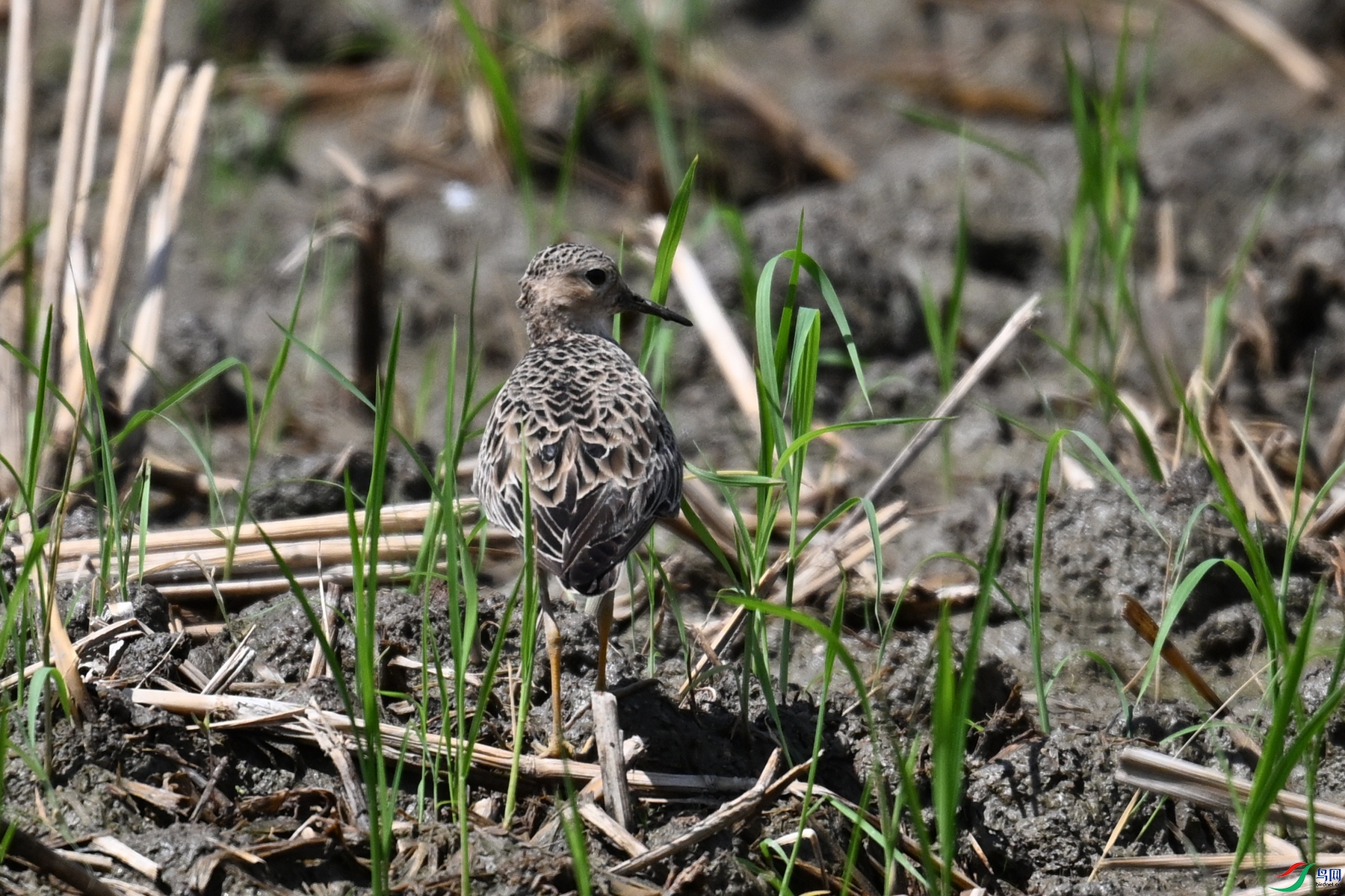 DSC_4737.JPG