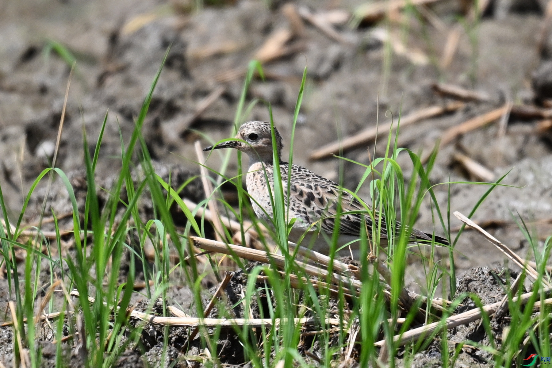 DSC_4779.JPG