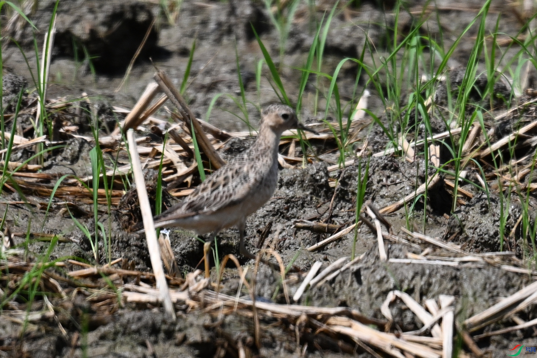 DSC_4795.JPG