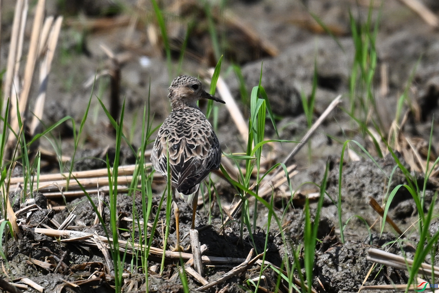 DSC_4738.JPG