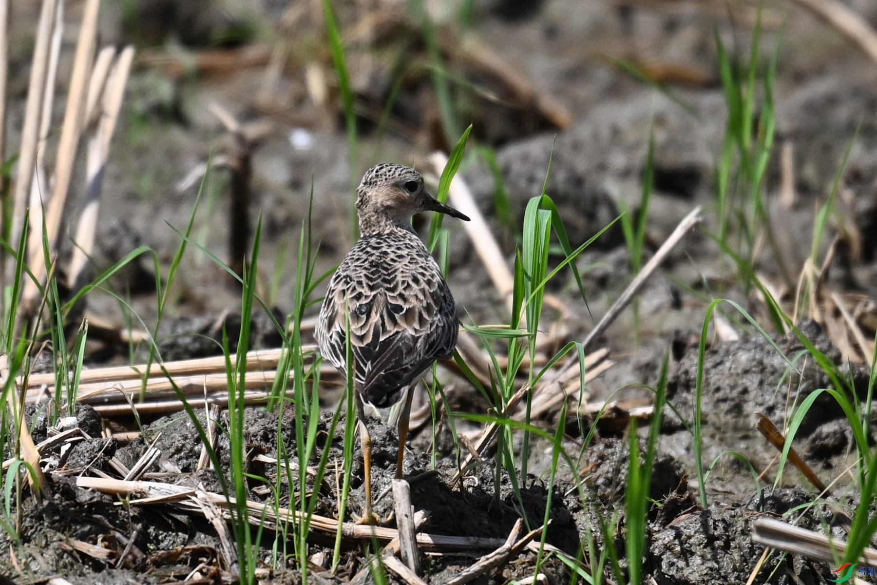 DSC_4740.JPG