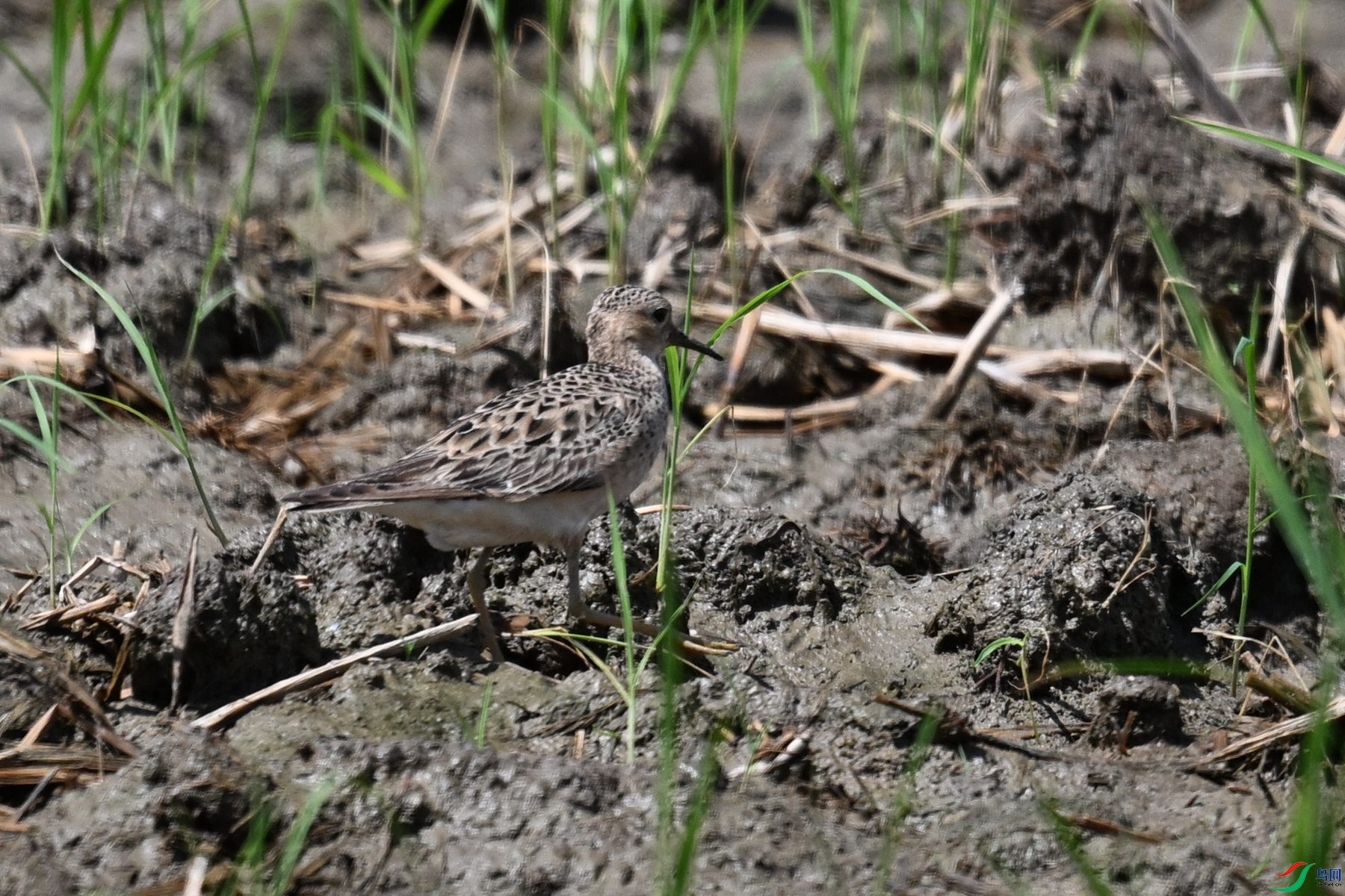 DSC_4814.JPG