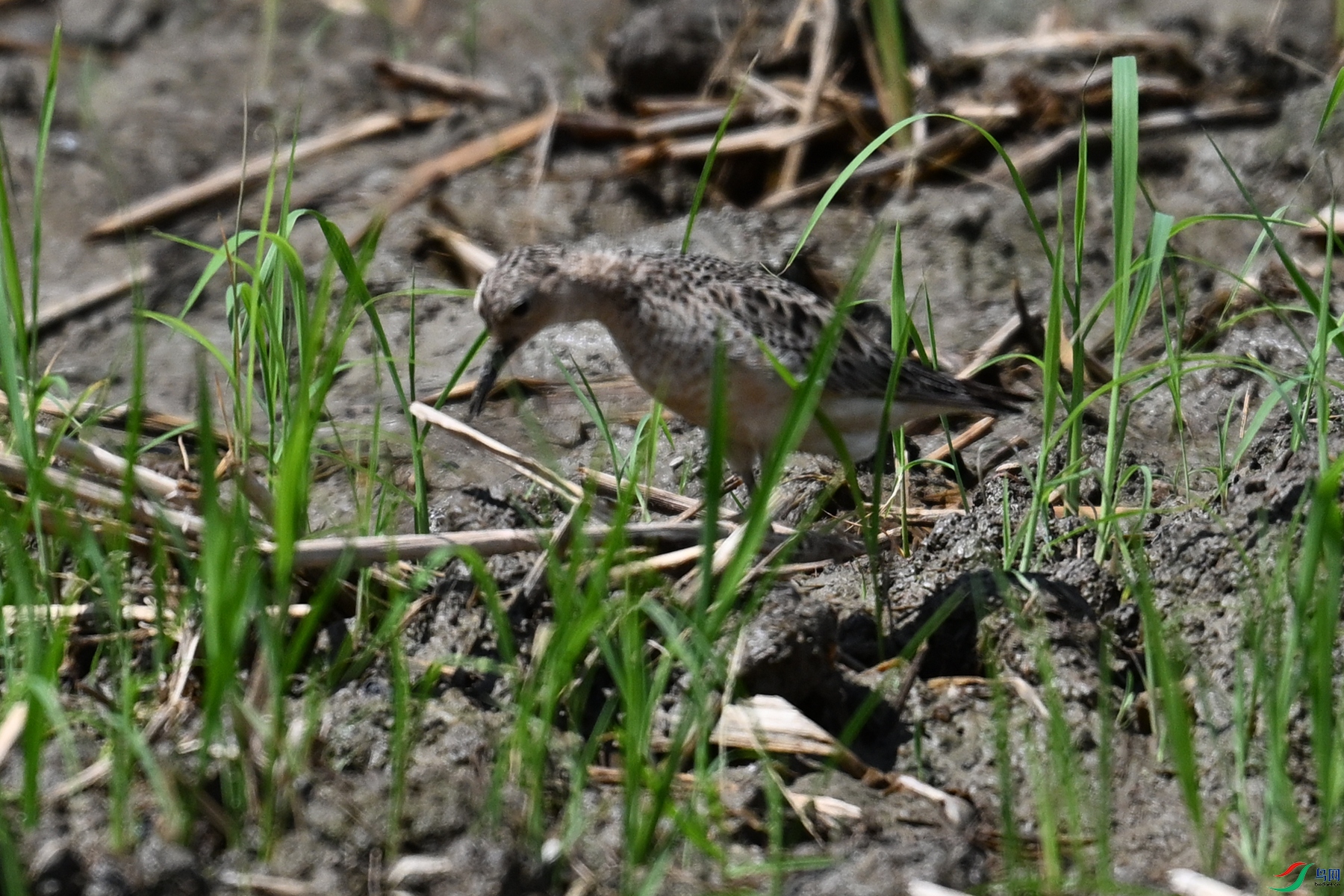 DSC_4761.JPG