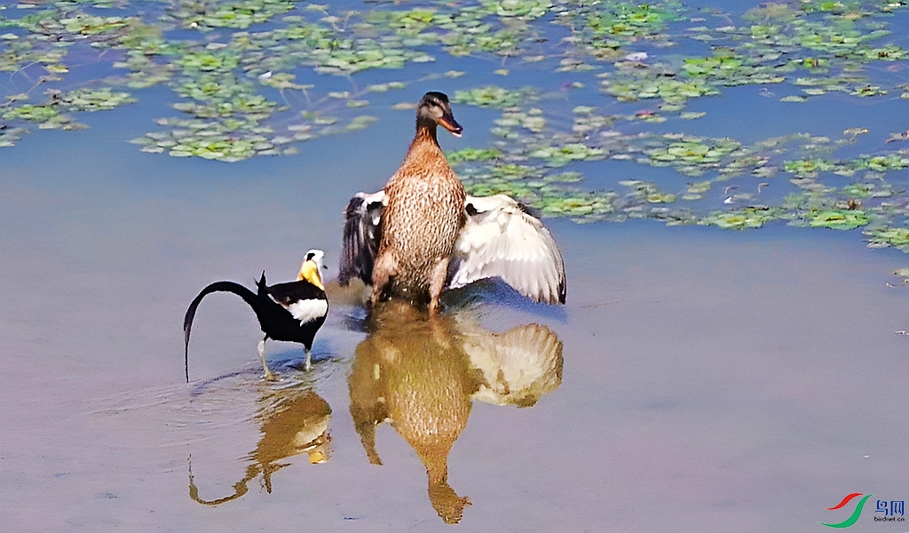 DSC_0610.JPG