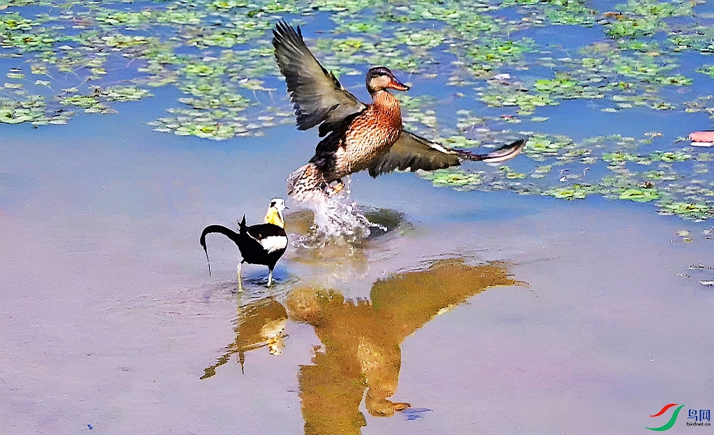 DSC_0612.JPG