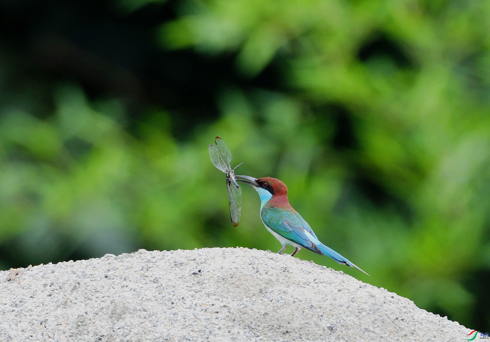 DSC_0367.jpg