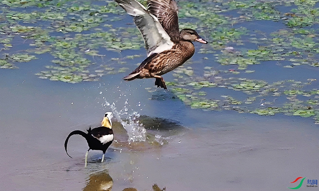 DSC_0614.JPG