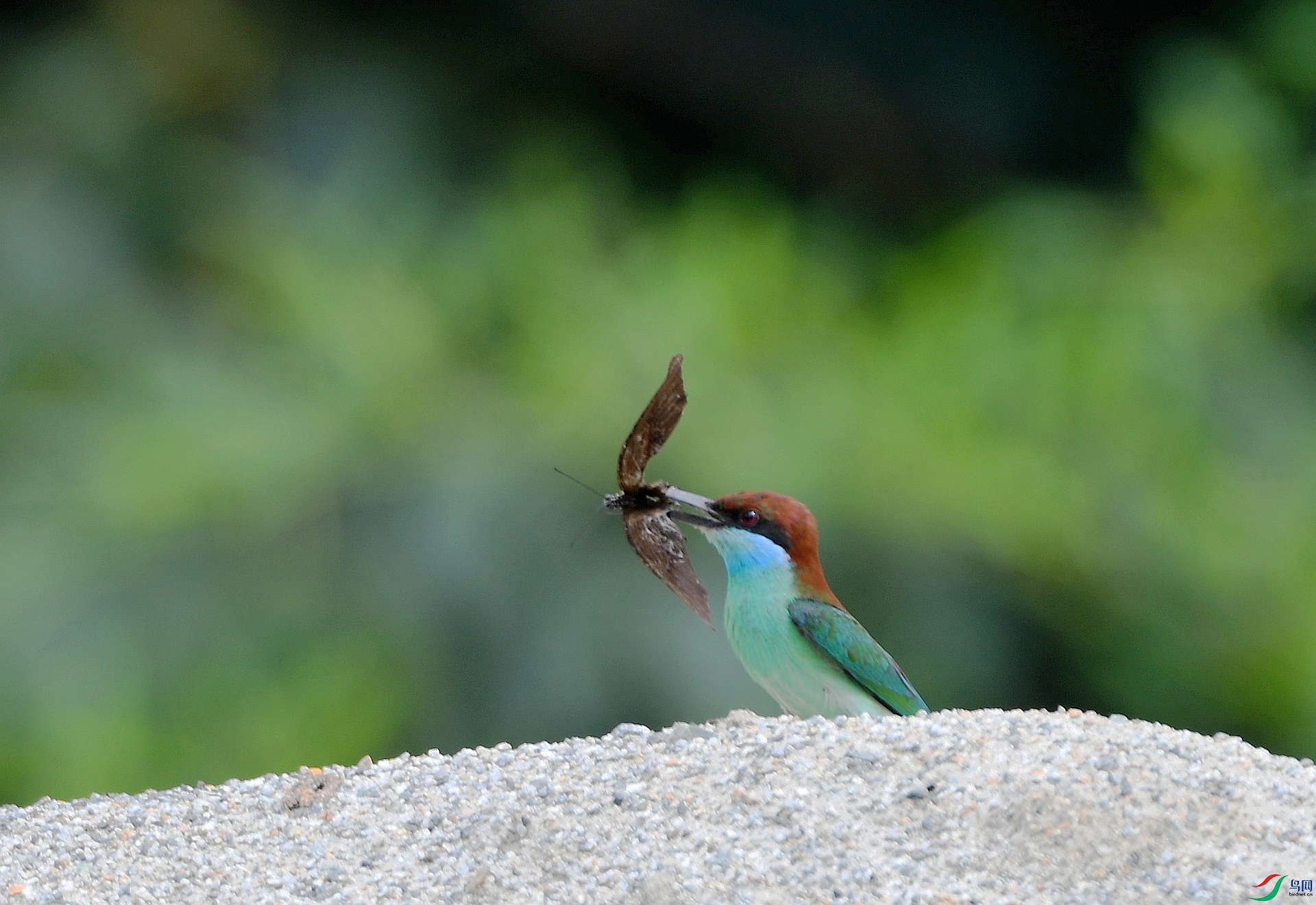 DSC_0245.jpg